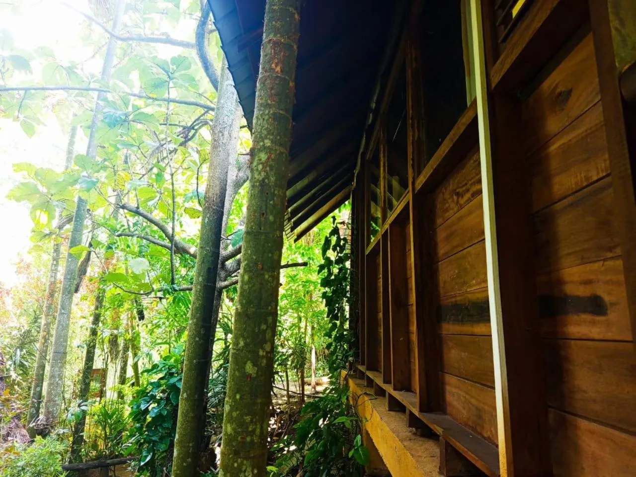 Garden in Jungle Face Inn