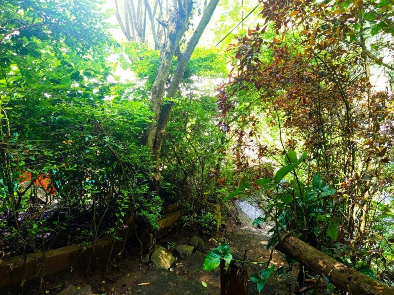 Natural landscape in Jungle Face Inn
