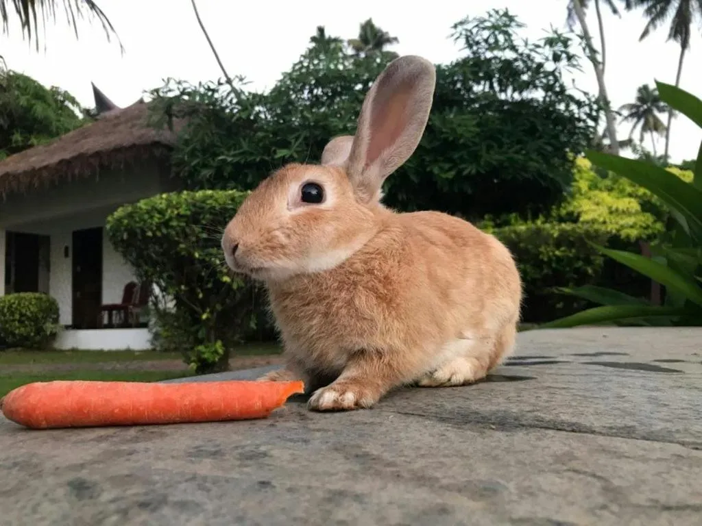 Deshadan Backwater Resort - The best sunrise view