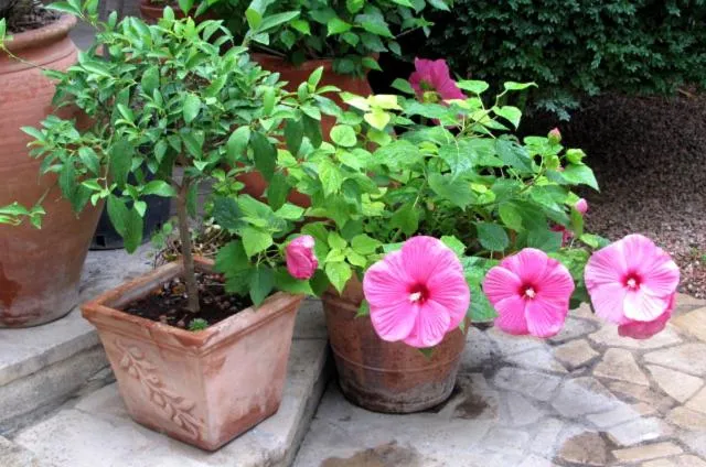 Garden view in La Maison du Peintre en Provence