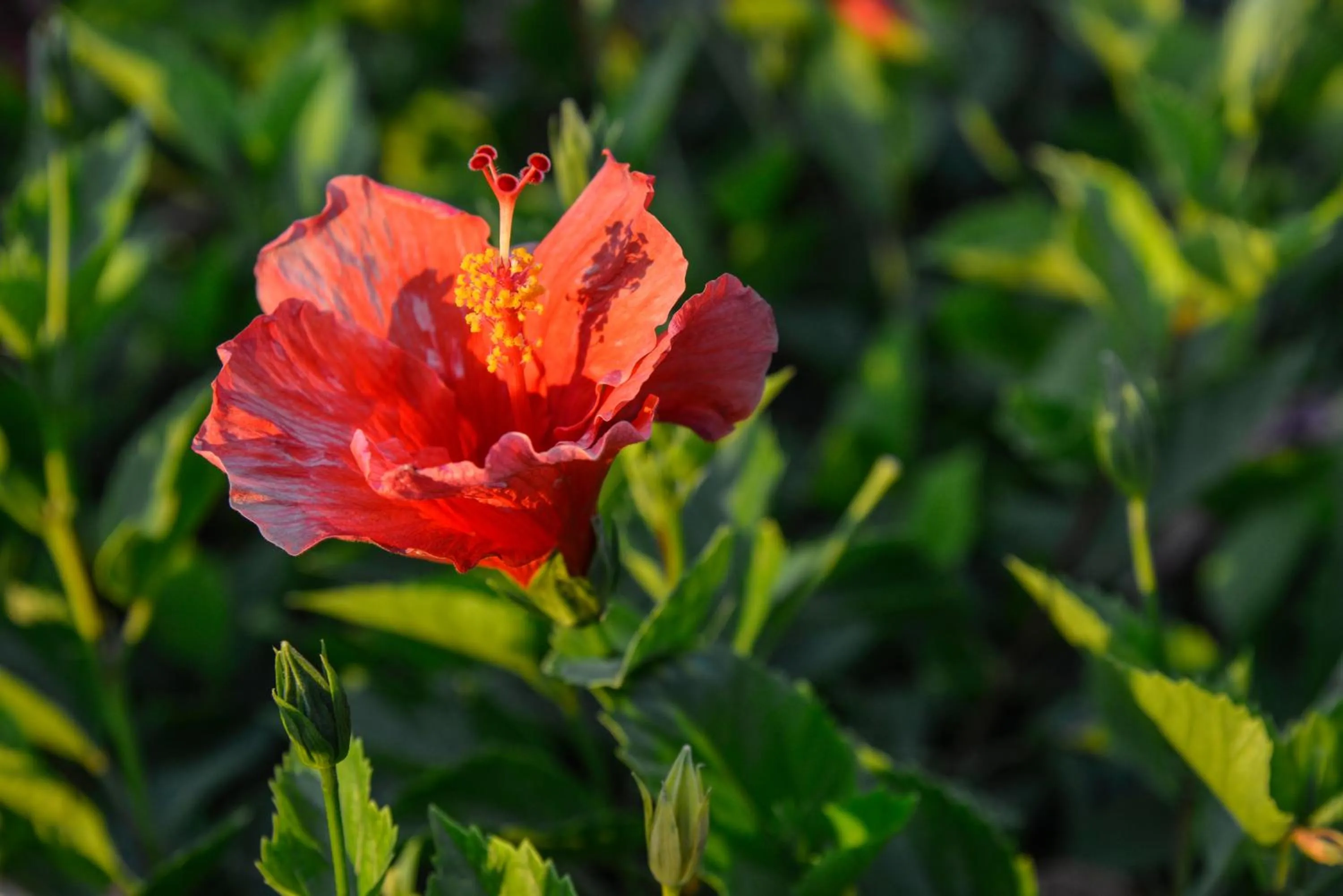 Garden in Makronisos Village