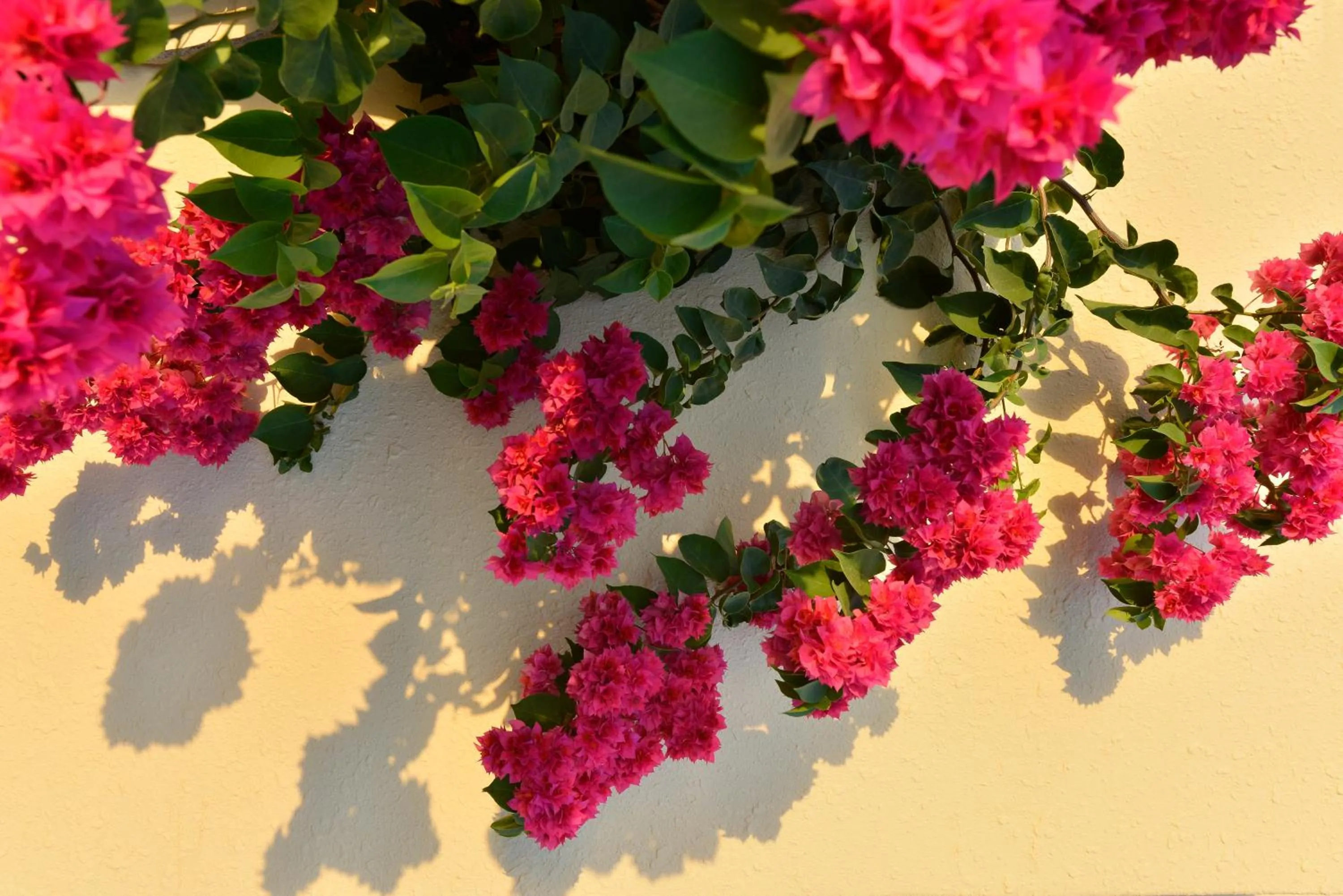 Garden in Makronisos Village