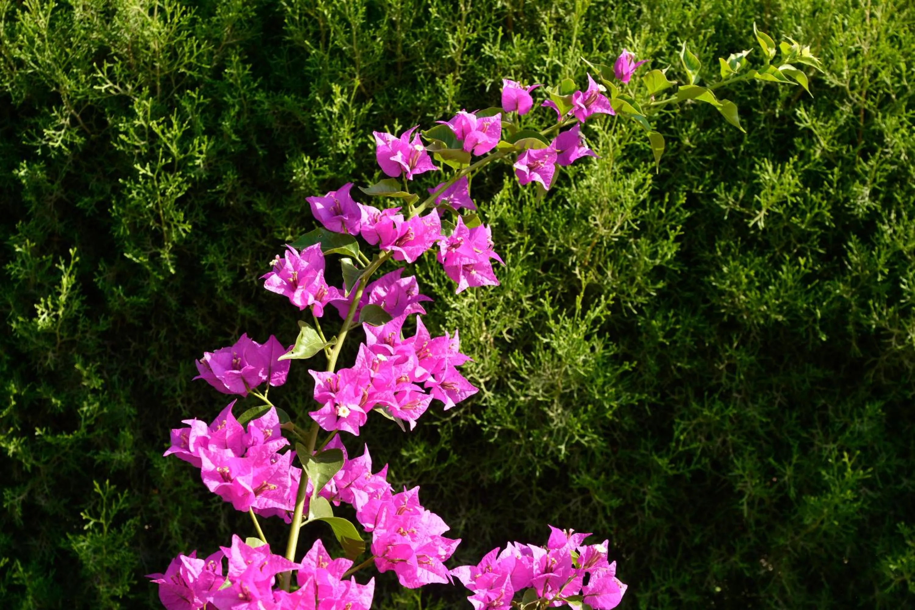 Garden view in Makronisos Village