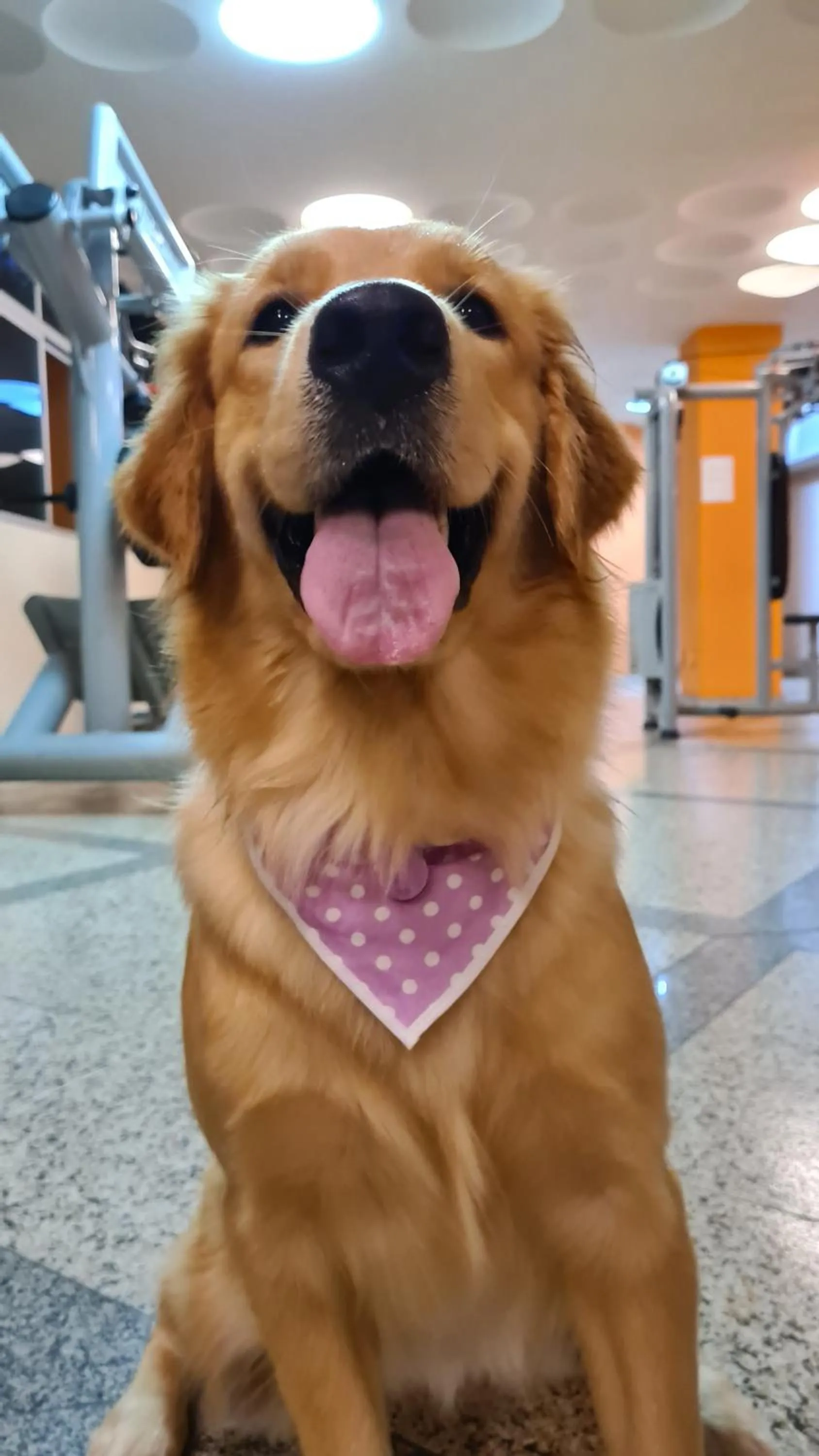 Pets in Realminas Hotel e Restaurante