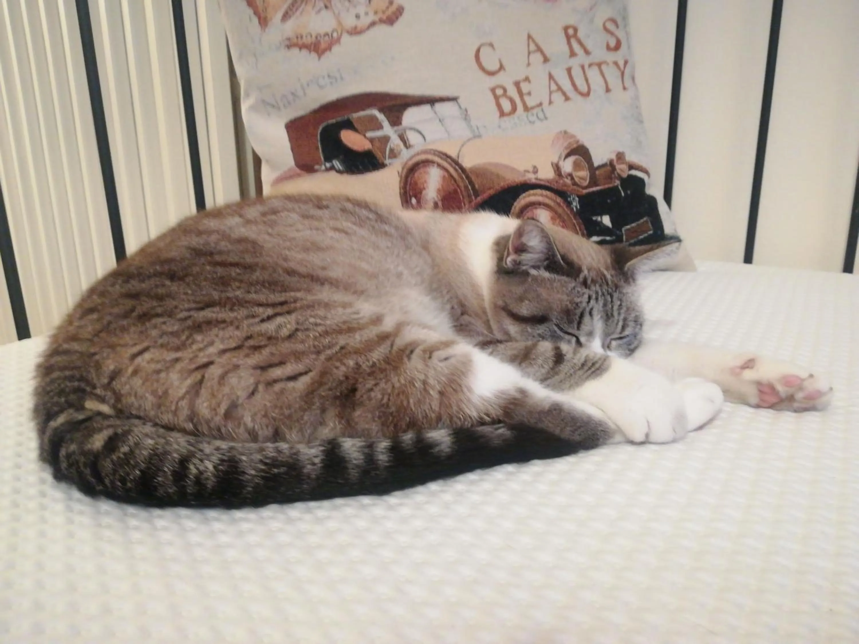 Animals in Il Colibrì Bed&Breakfast