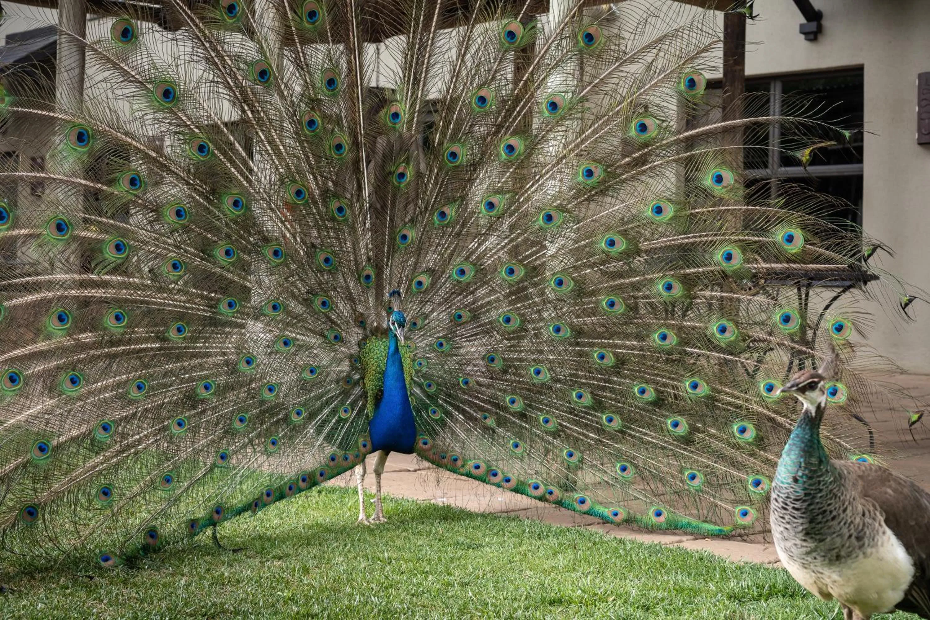 Garden in Protea Hotel by Marriott Bloemfontein Willow Lake