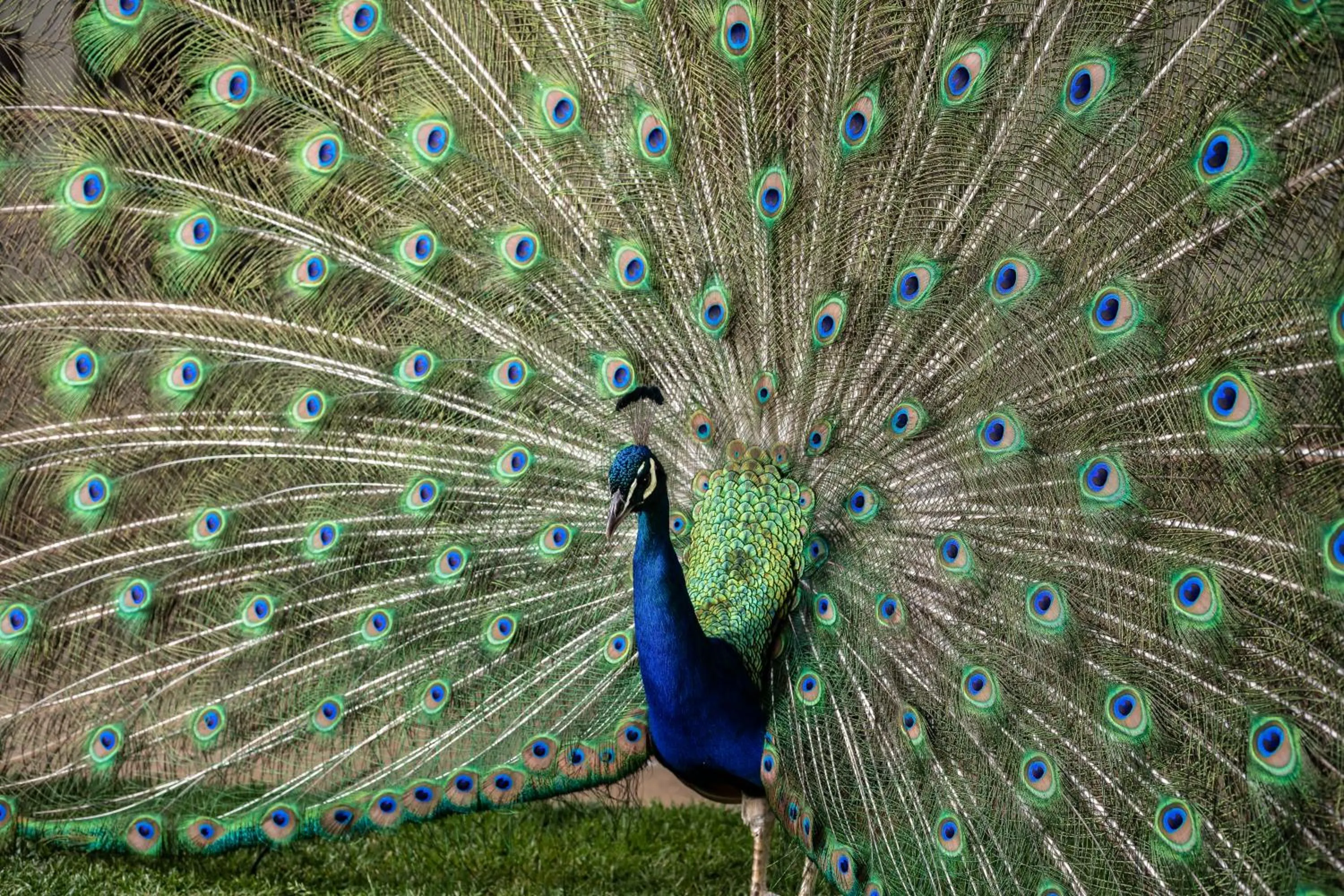 Garden in Protea Hotel by Marriott Bloemfontein Willow Lake