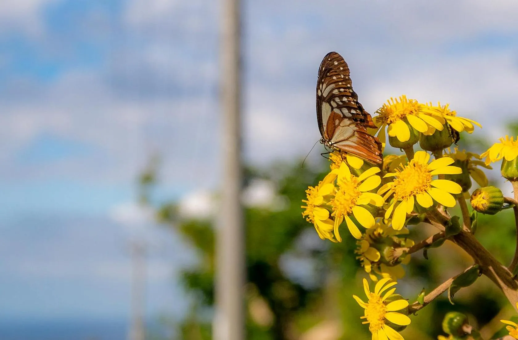 Natural landscape in Hanalee Villa Kouri