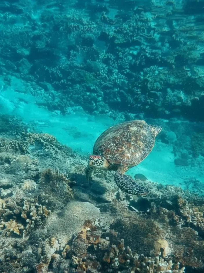 Snorkeling in La Gautch Bungalow