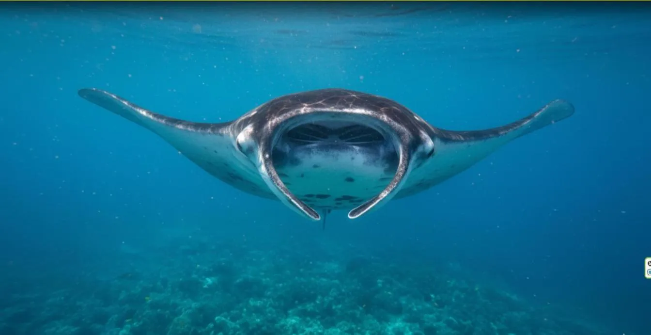 Diving in La Gautch Bungalow