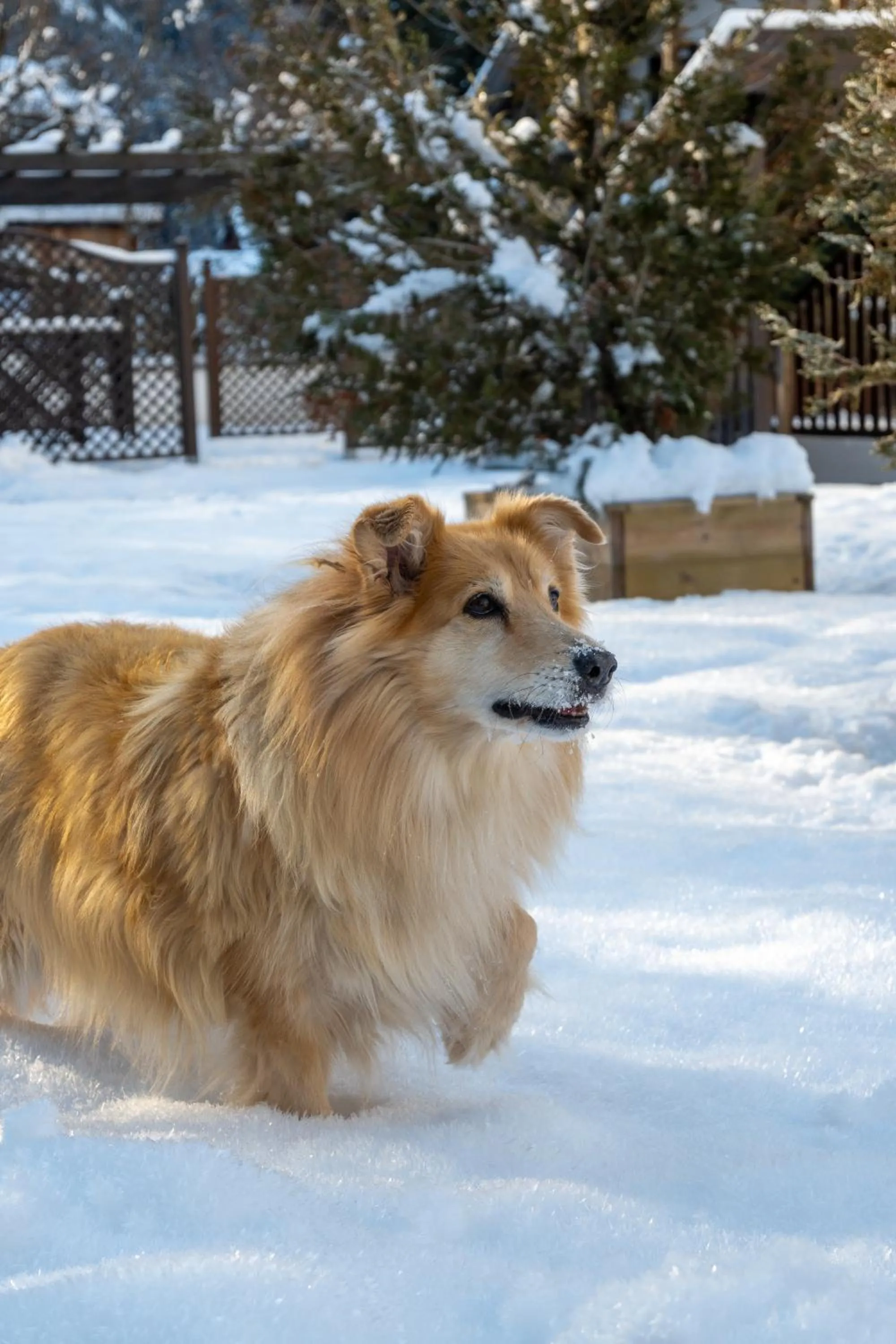 Belvedere Dolomites Flower Hotel
