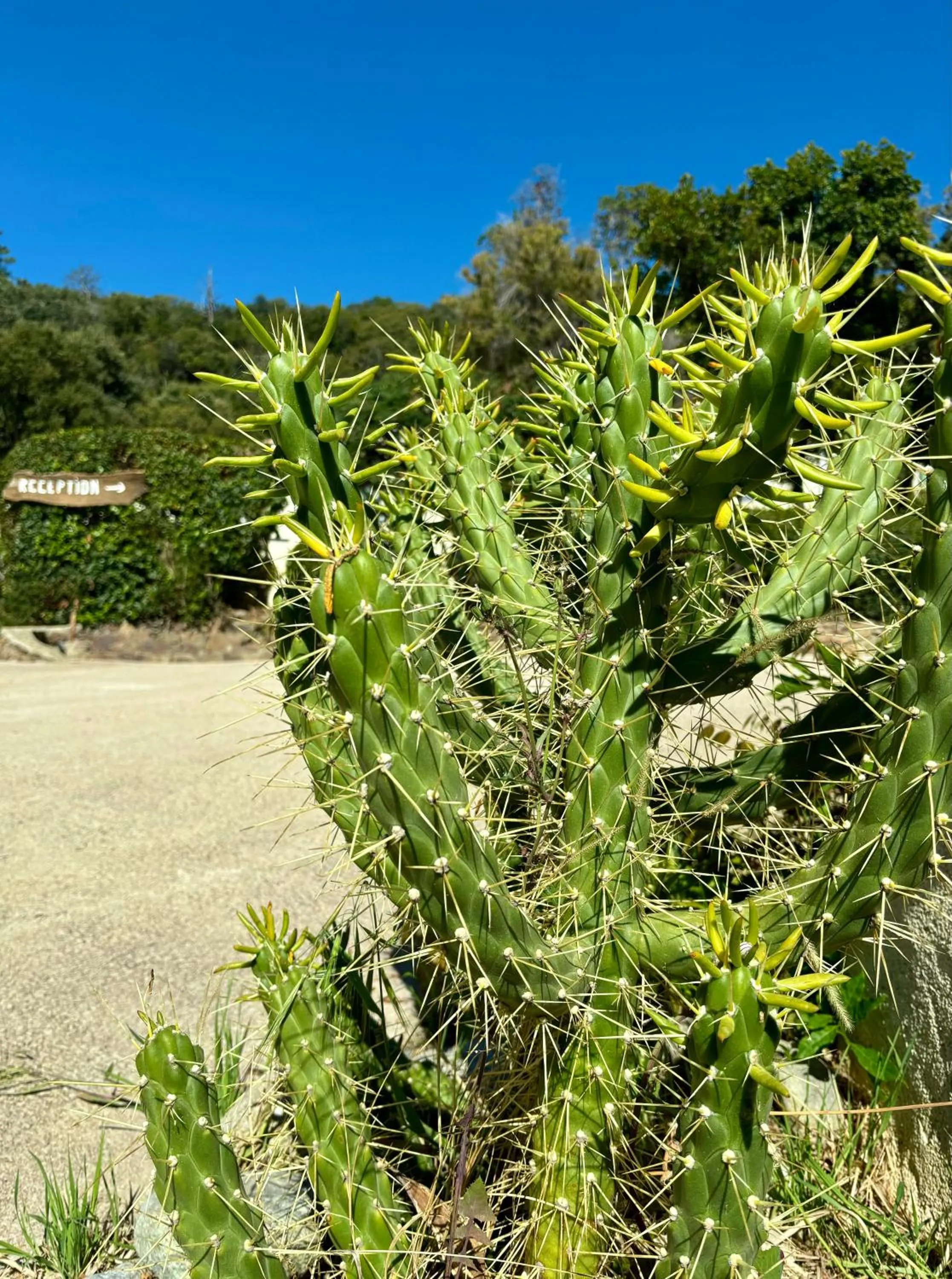 Day in Residence Canella