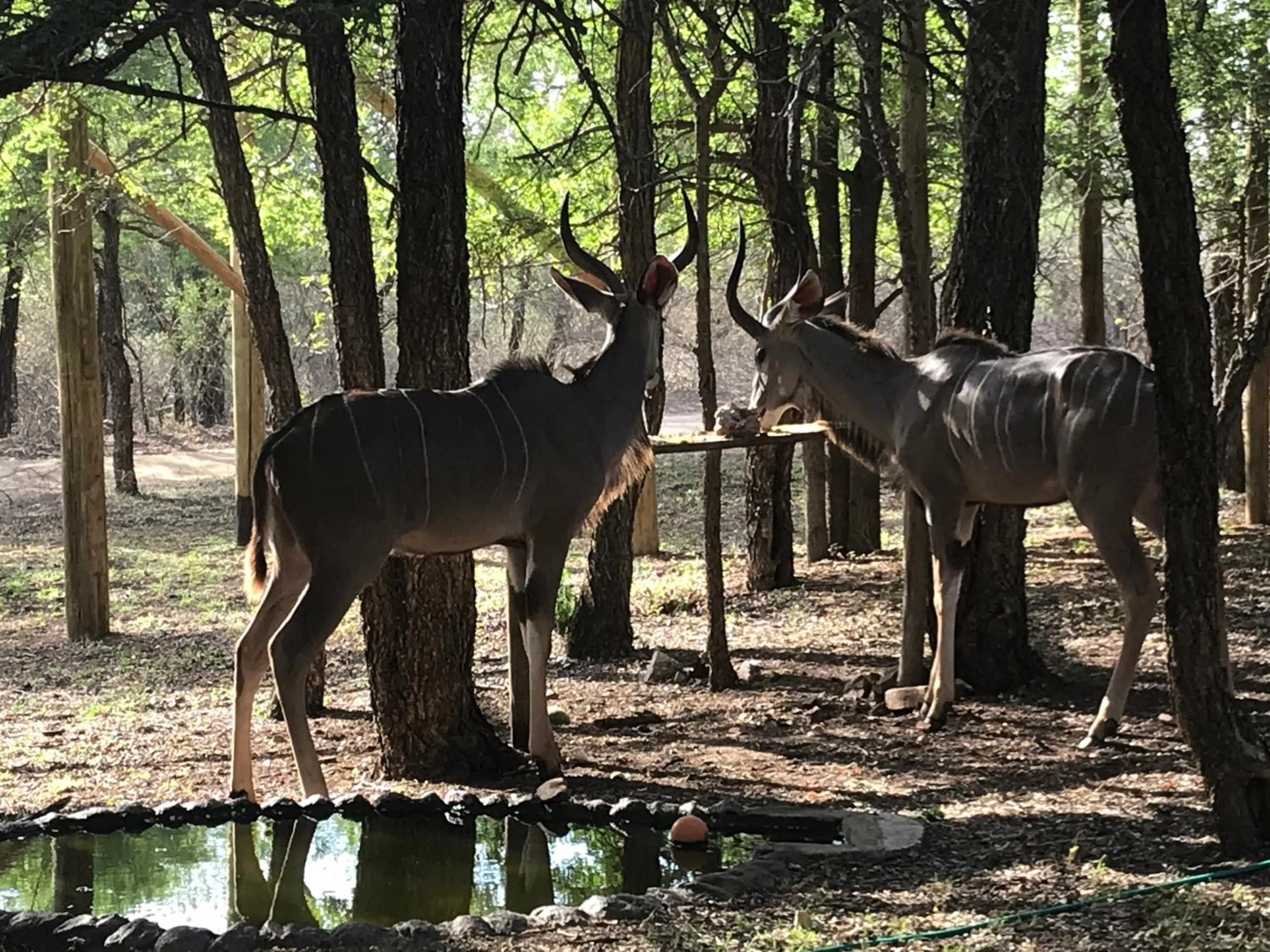 Garden in Hyenas Call