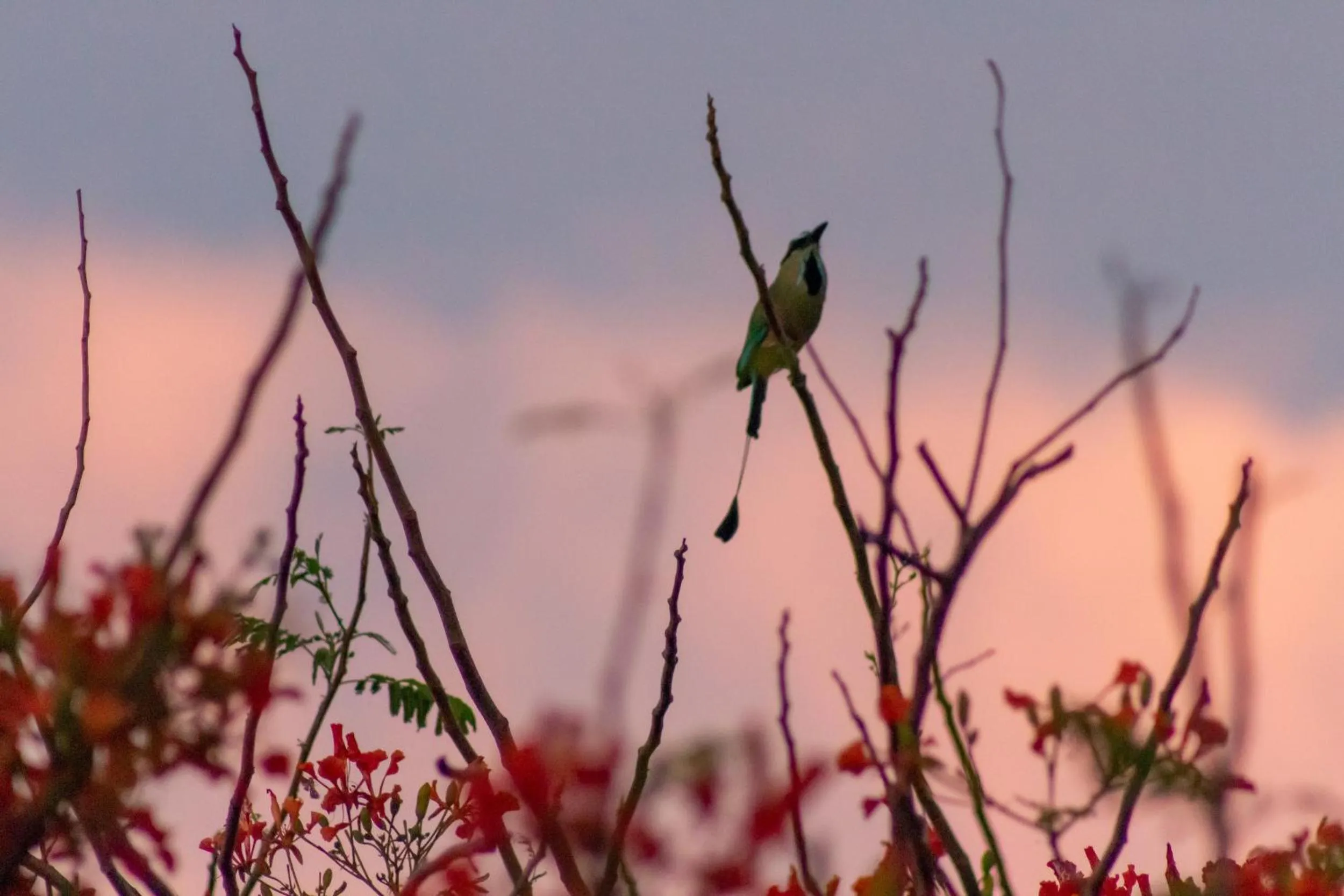 Garden in Latica Lodge