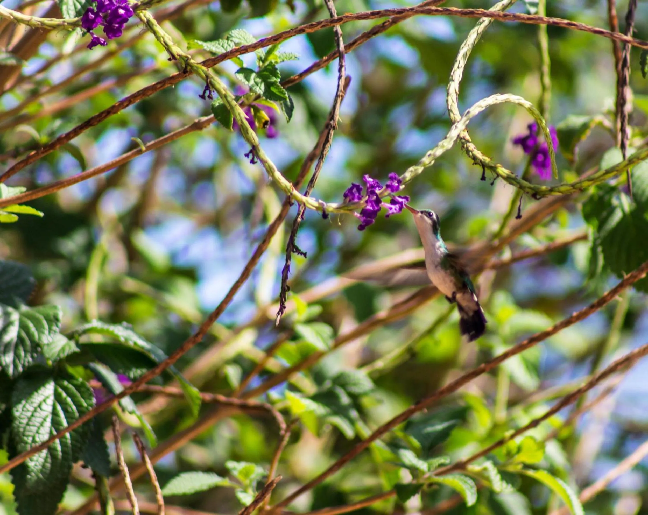 Garden in Latica Lodge