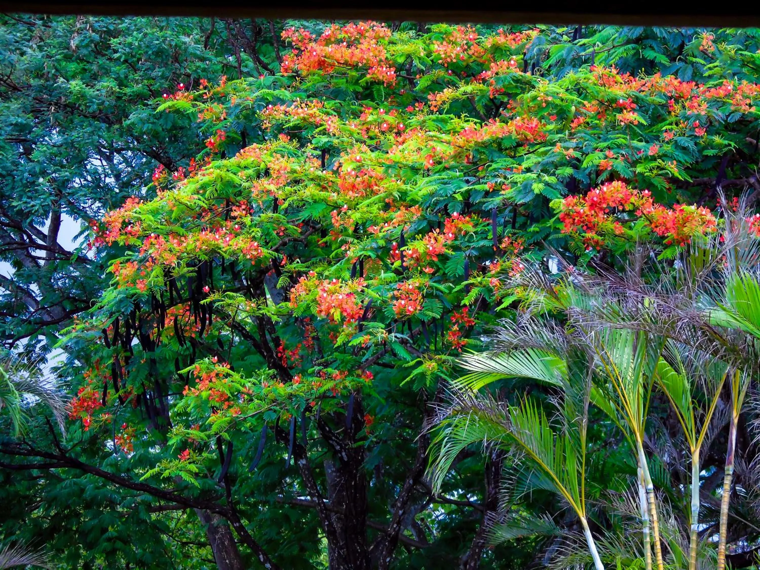 Natural landscape in Latica Lodge