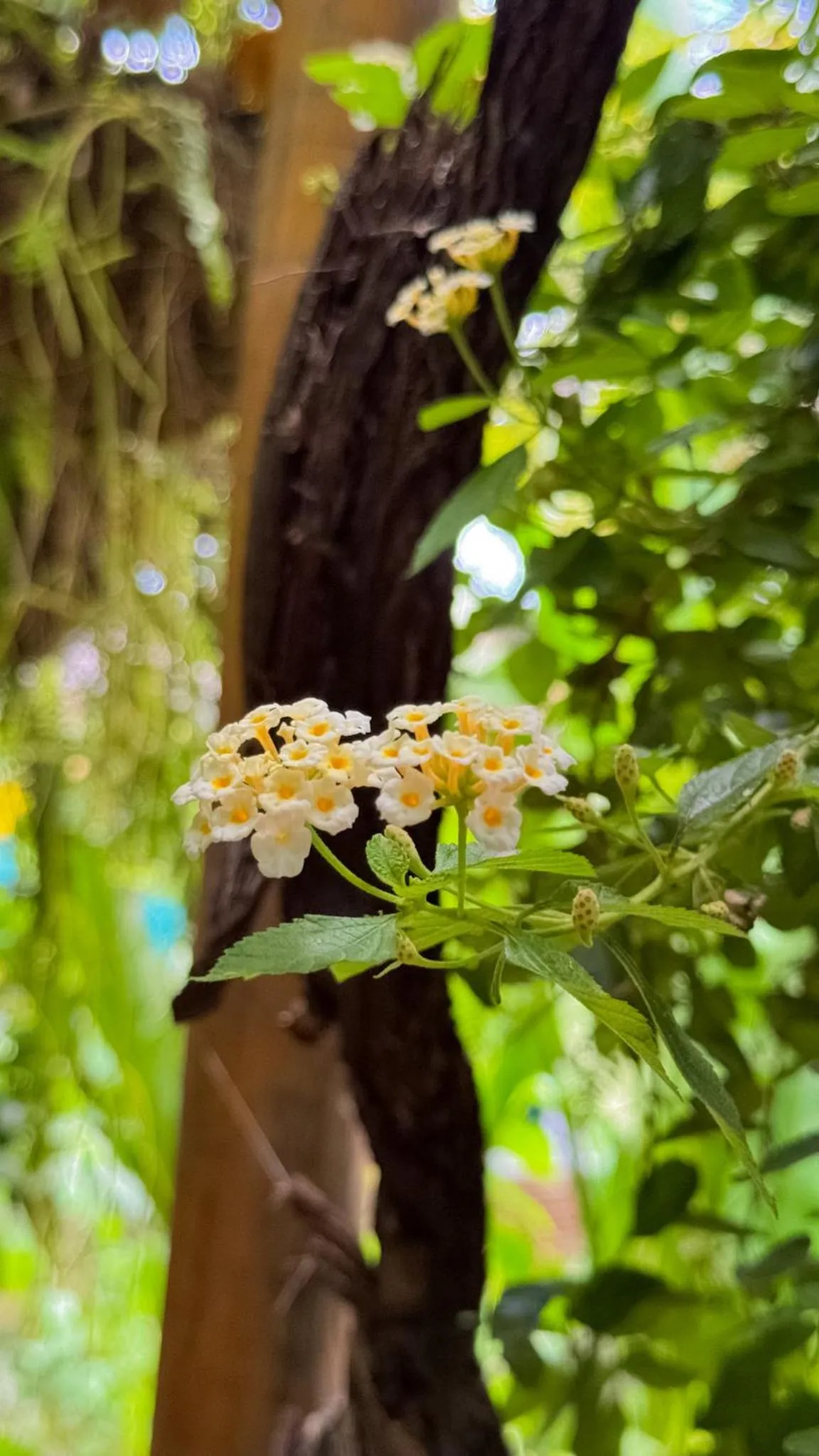 Garden in Xamã Senses - Hotel Pousada