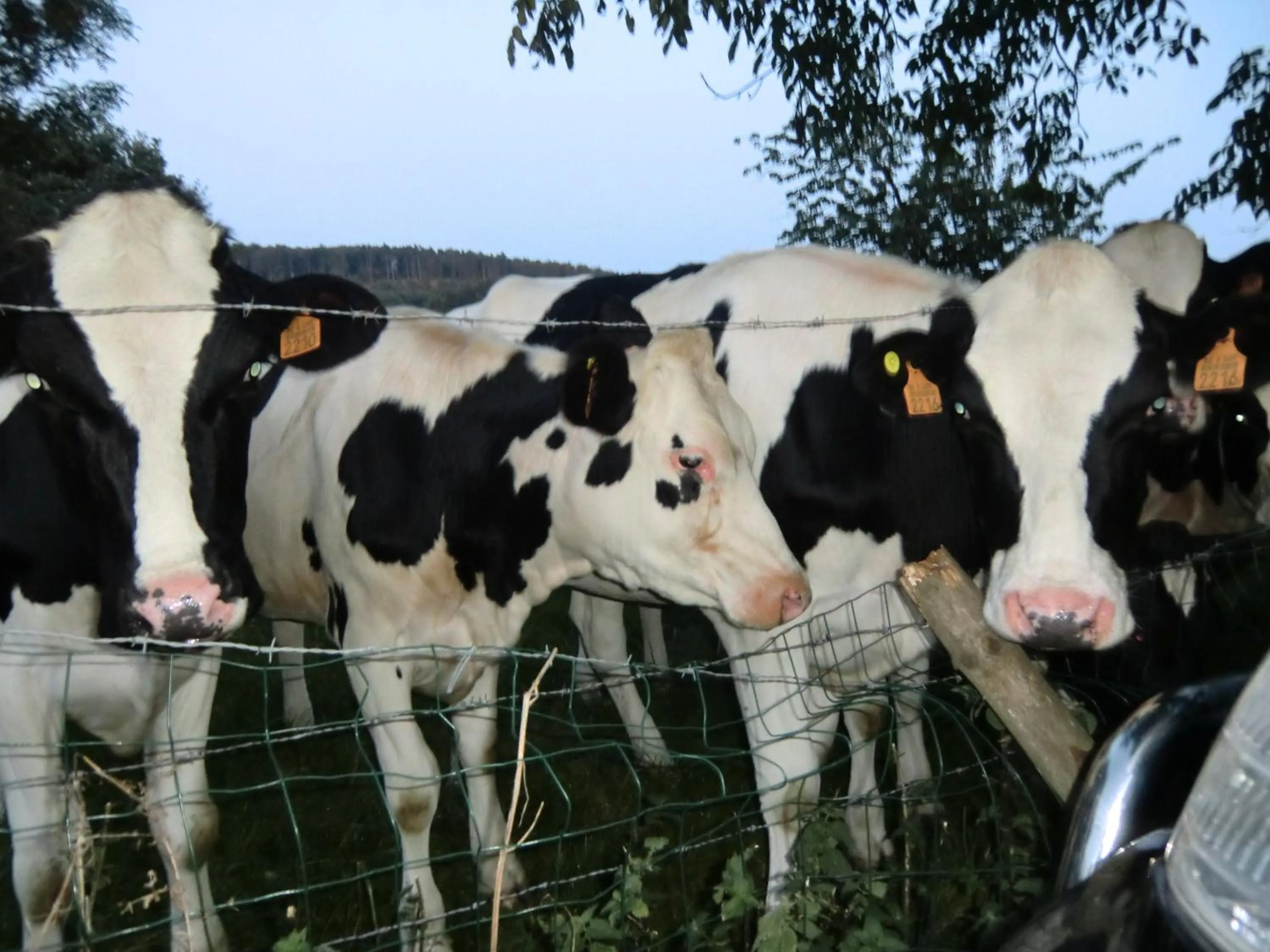 Animals in B&B Au Coeur de Villers