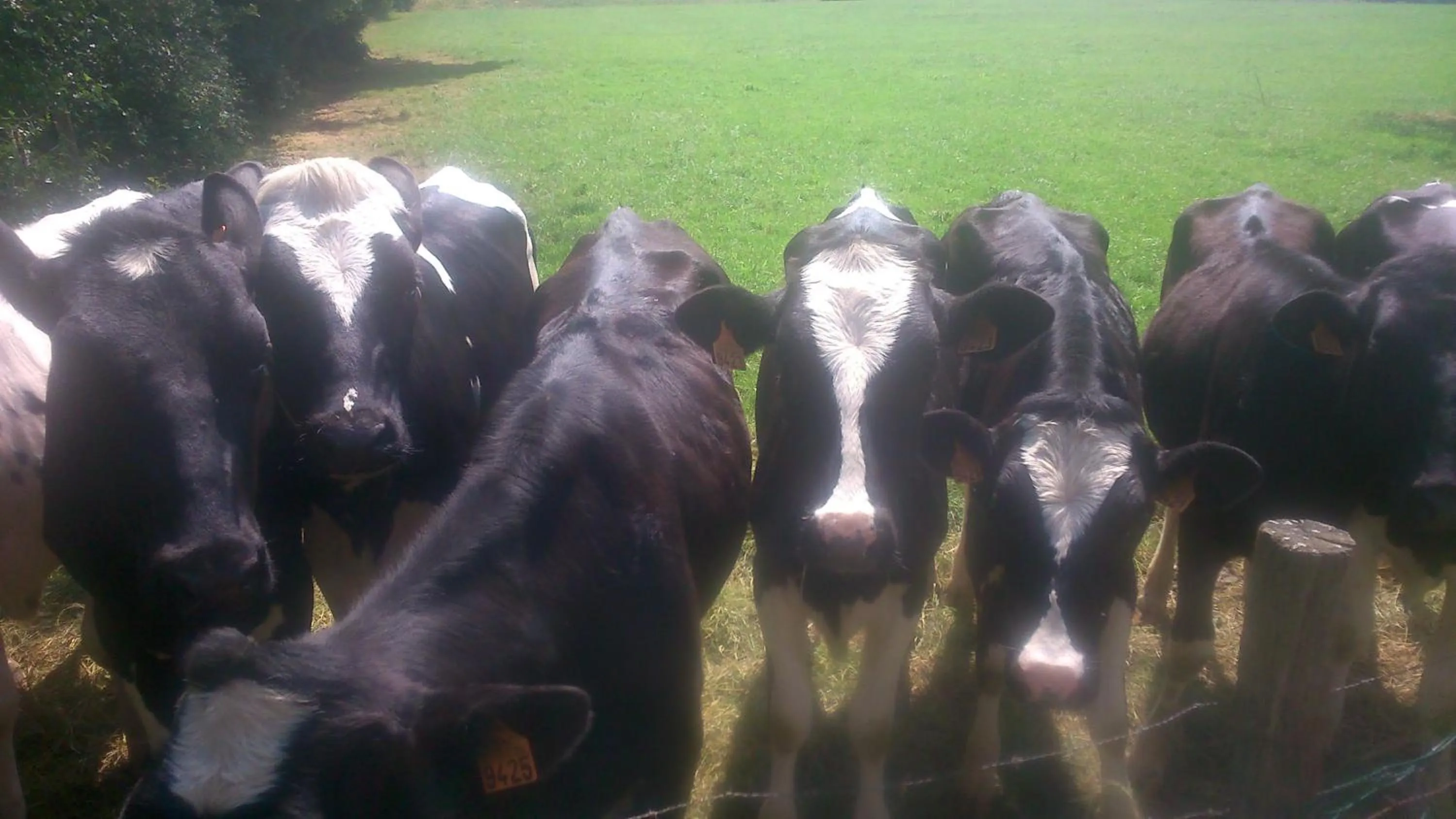 Garden in B&B Au Coeur de Villers
