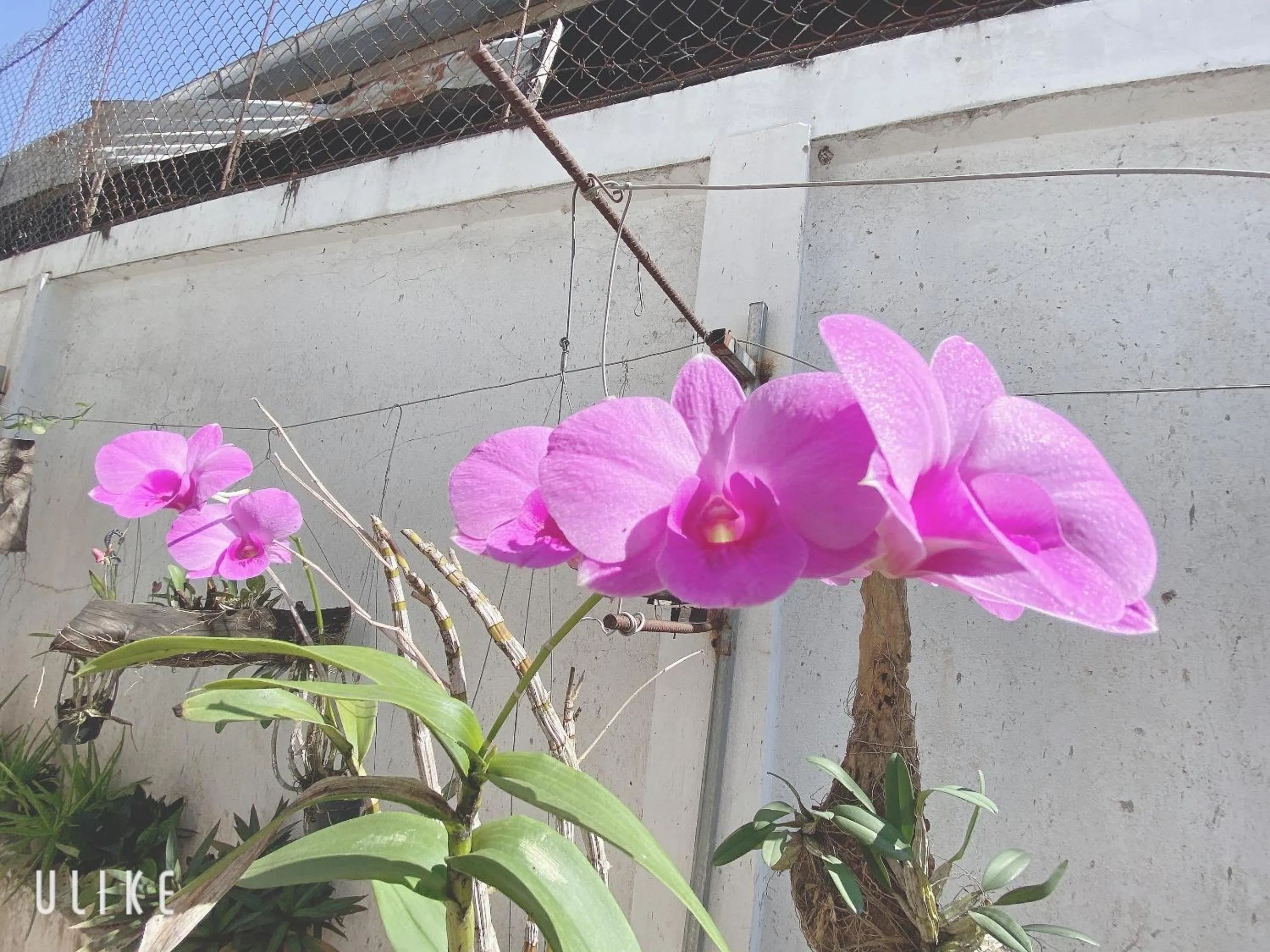 Garden in Elephant Boutique Hotel
