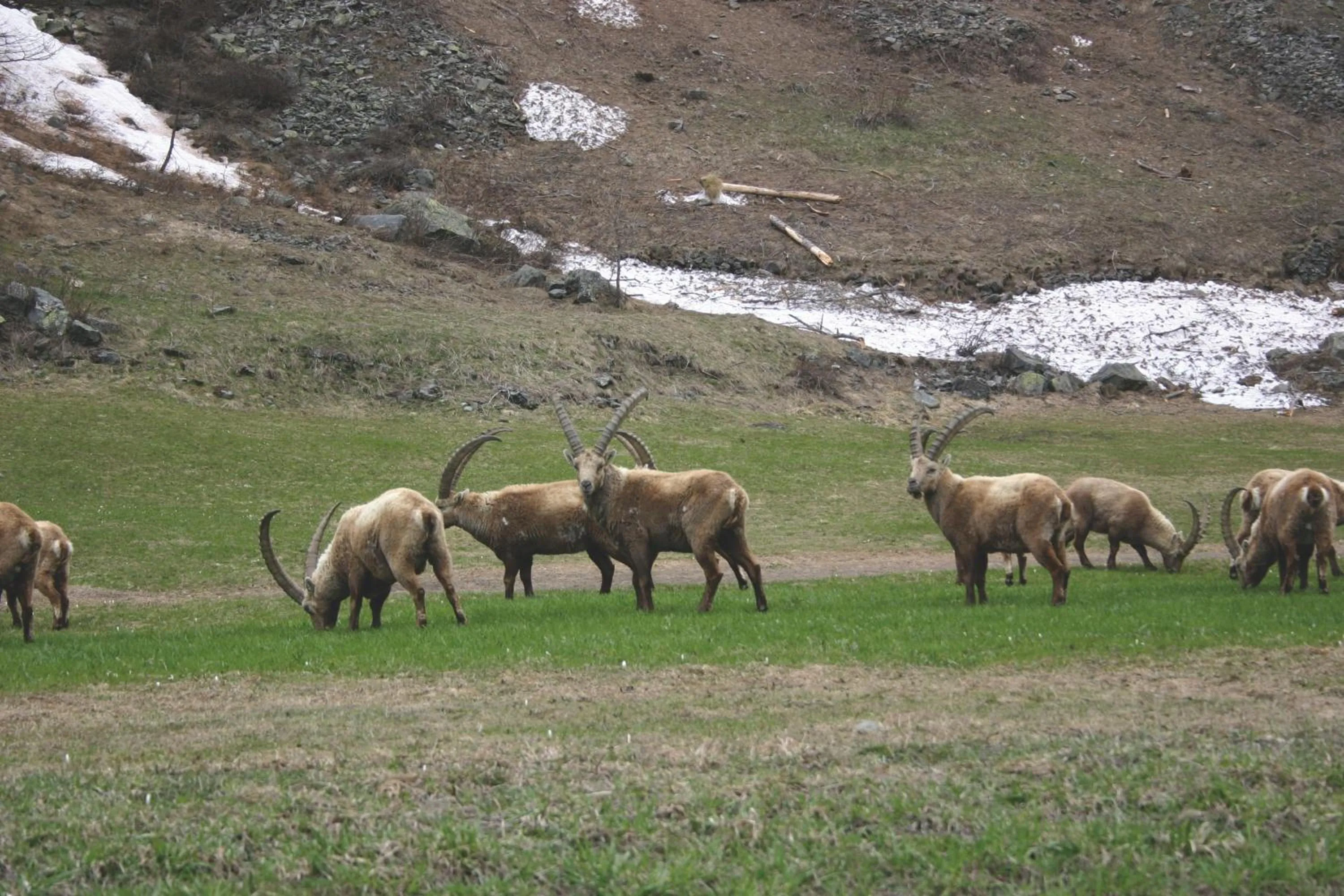 Animals in Hotel Granta Parey