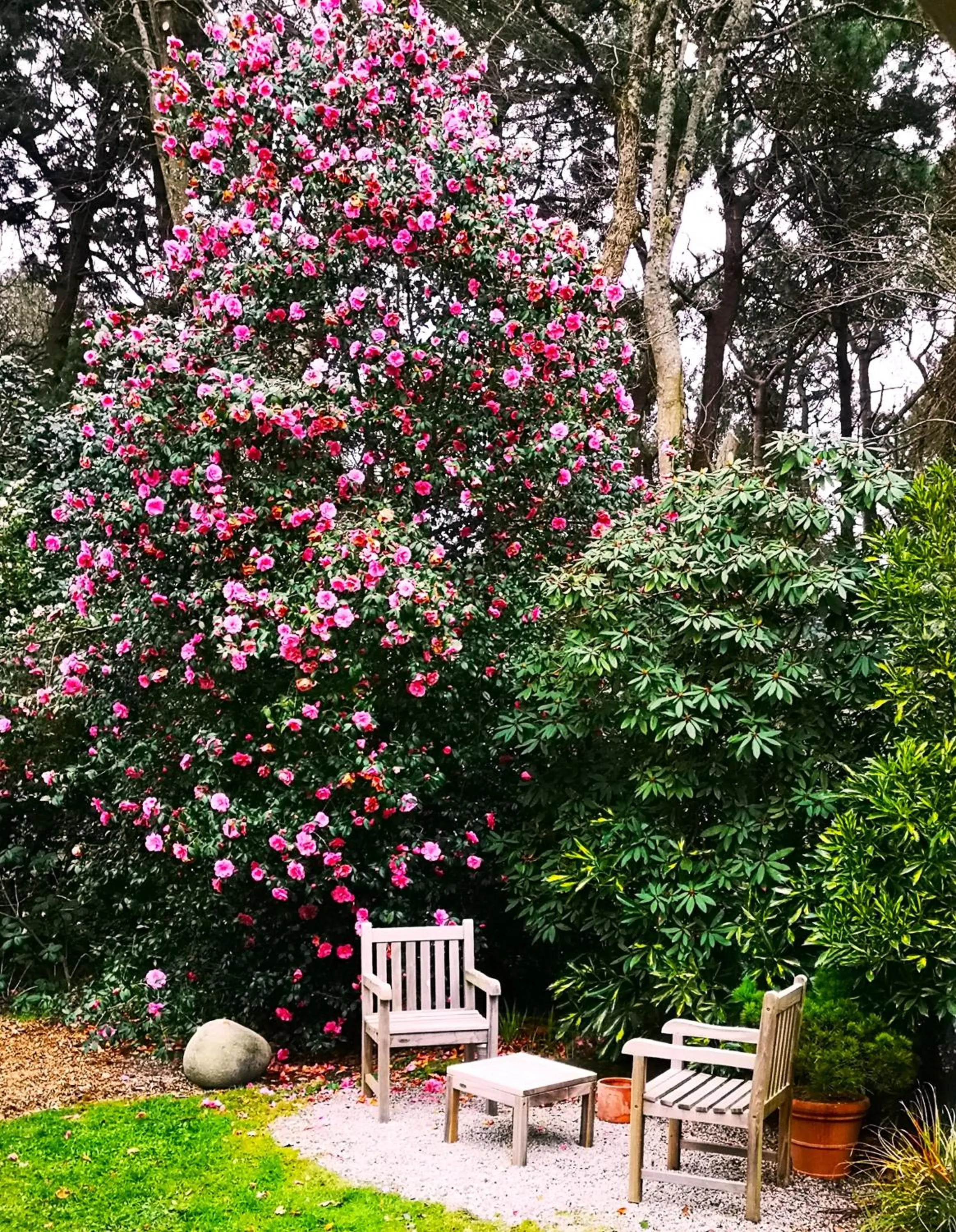Garden view in La Canopée des Pins