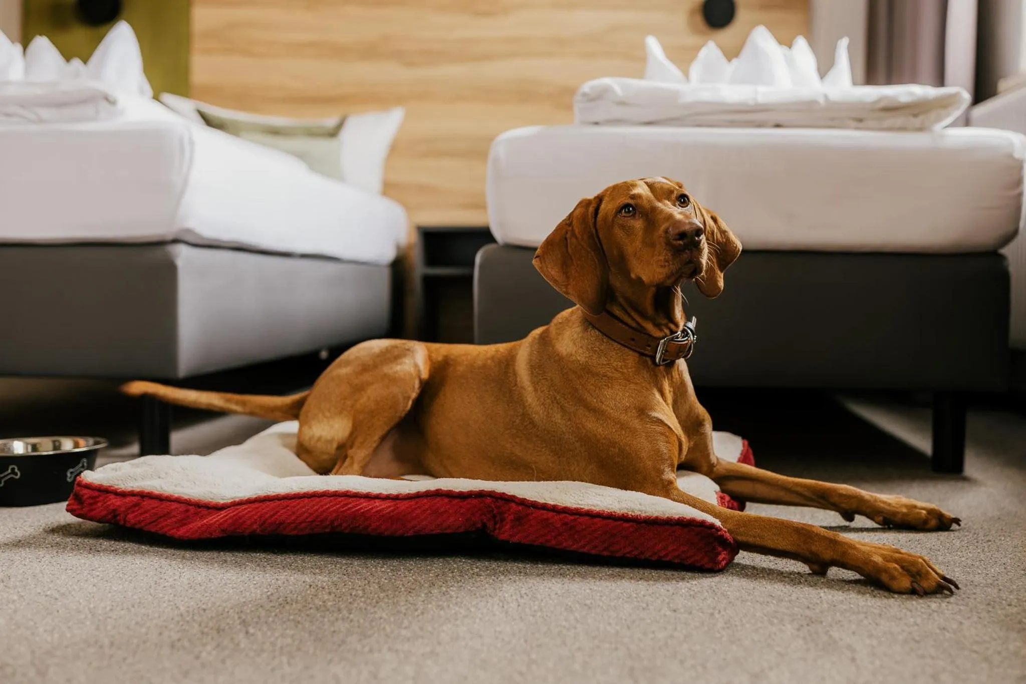 Pets, Bed in HarzHotel Güntersberge