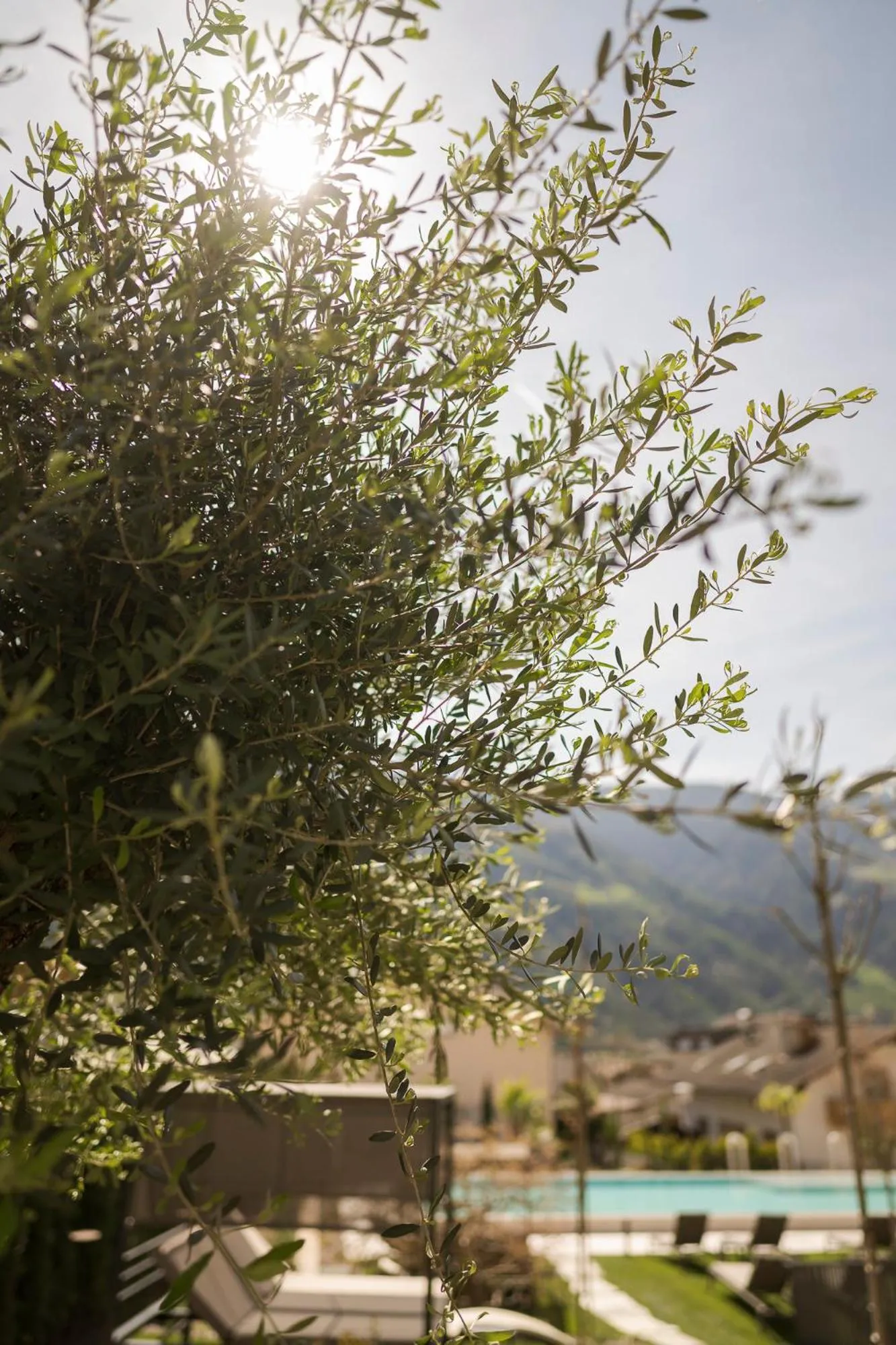 Garden in Amaris Suites