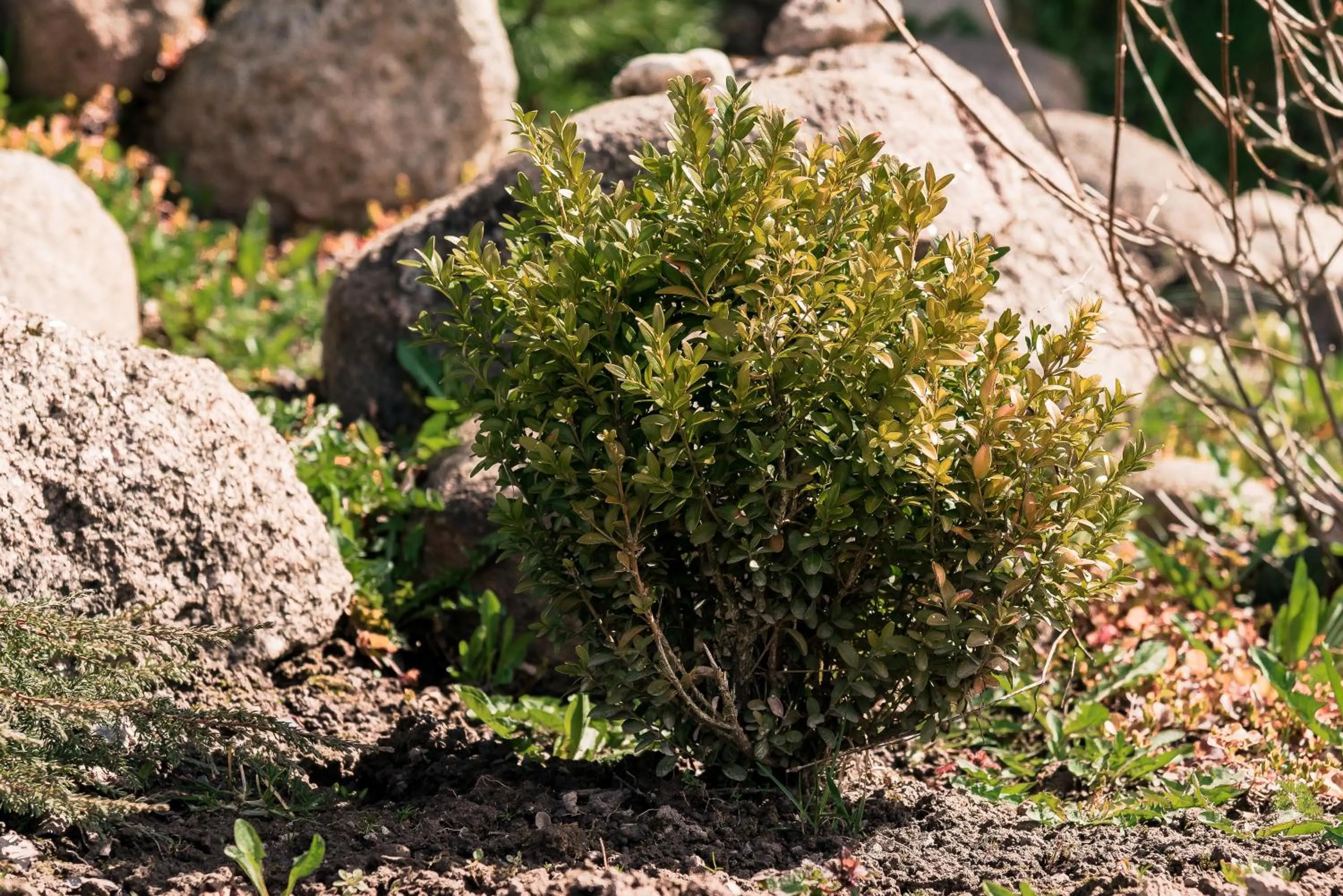 Spring in Külmamäe puhkemaja