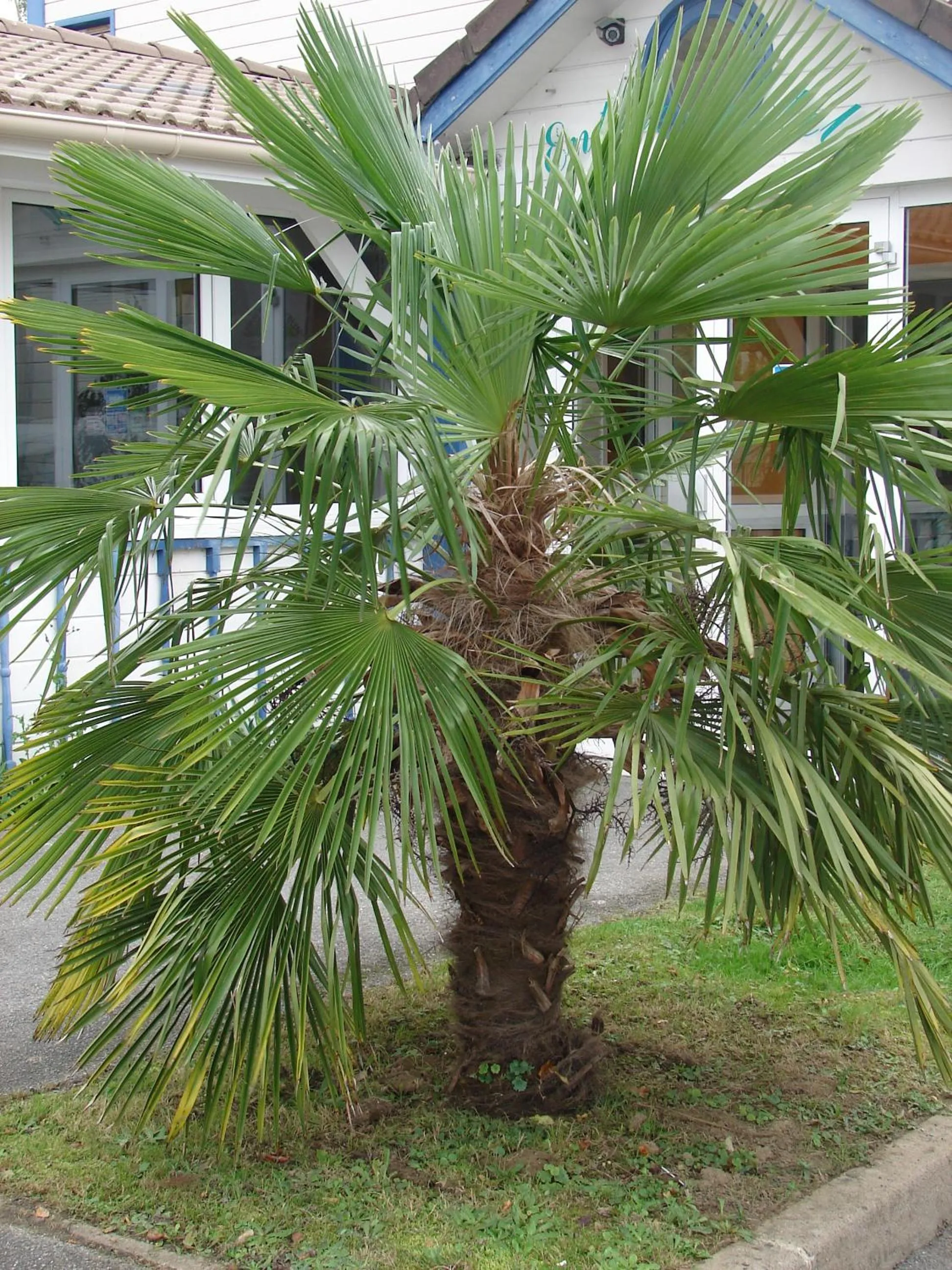Garden in Budget Hotel Melun Sud - Dammarie Les Lys