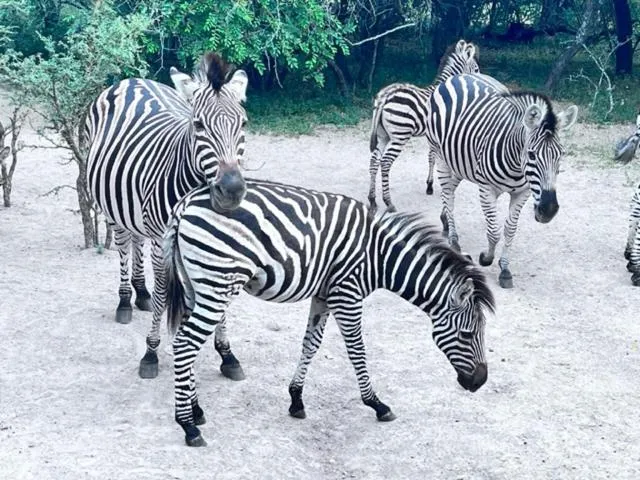 Animals in Turaco Lodge - No Loadshedding