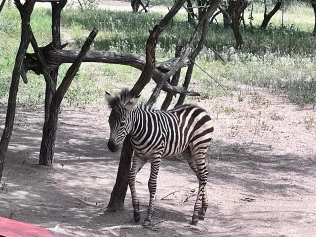 Animals in Turaco Lodge - No Loadshedding