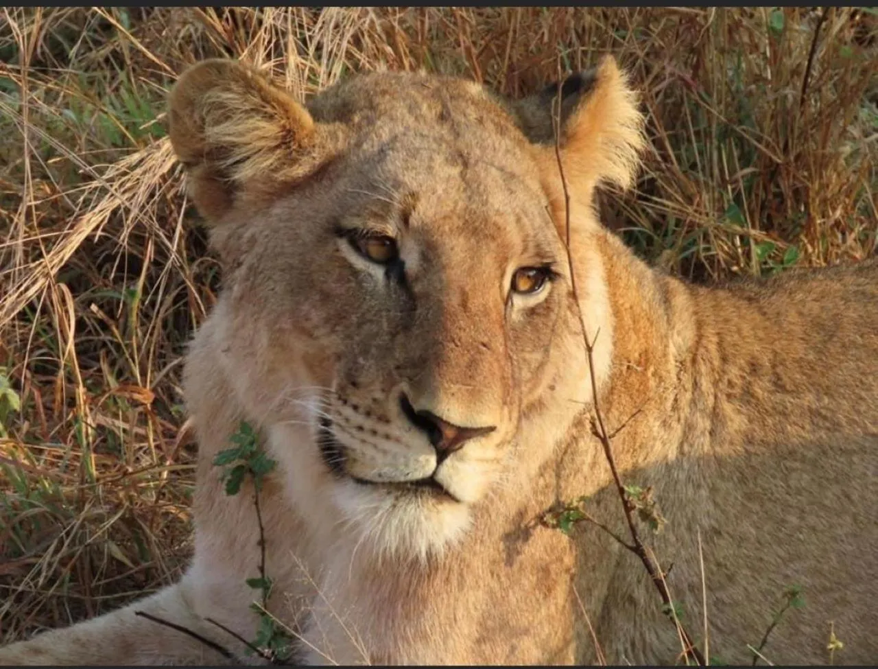 Animals in Turaco Lodge - No Loadshedding