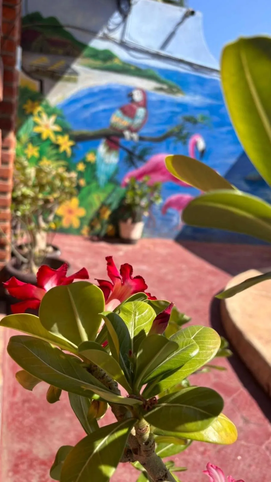 Garden in Bungalows Flamingos