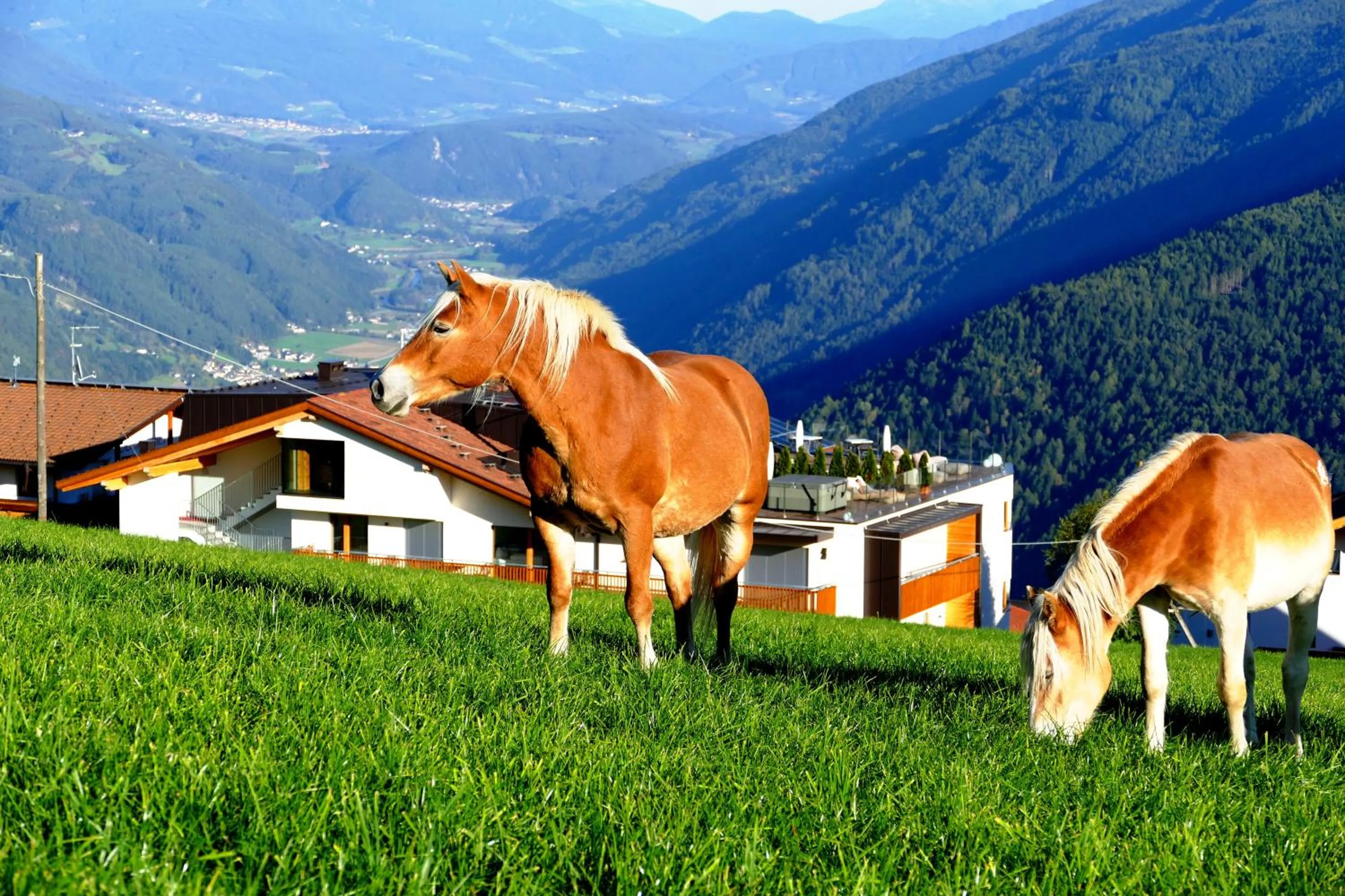 Animals in Hotel Kristall