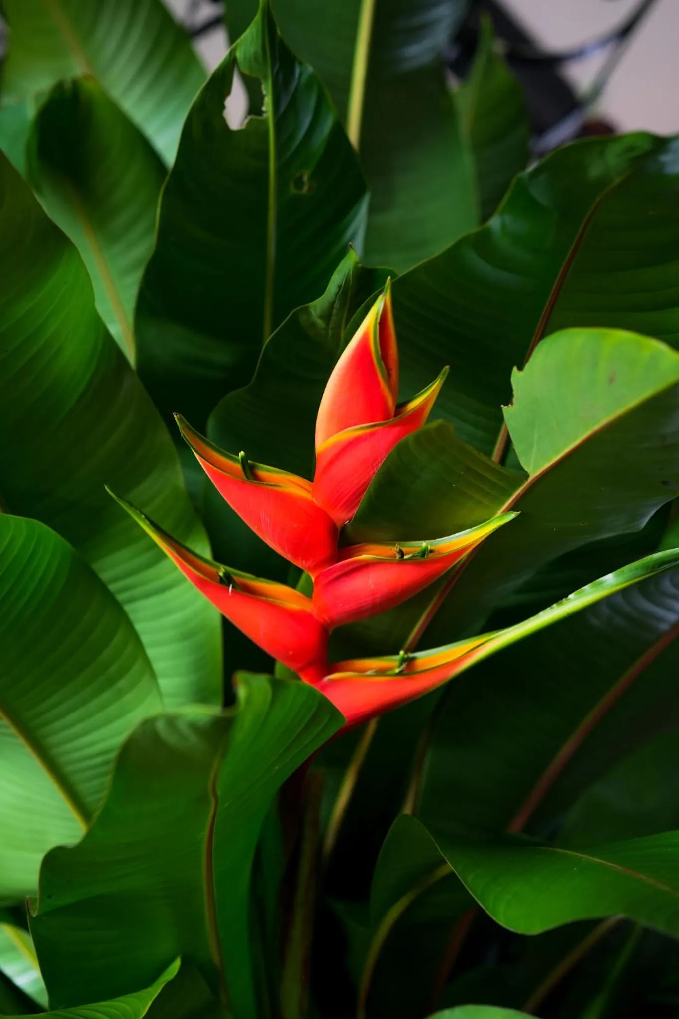 Natural landscape in Hotel Hacienda Supracafe