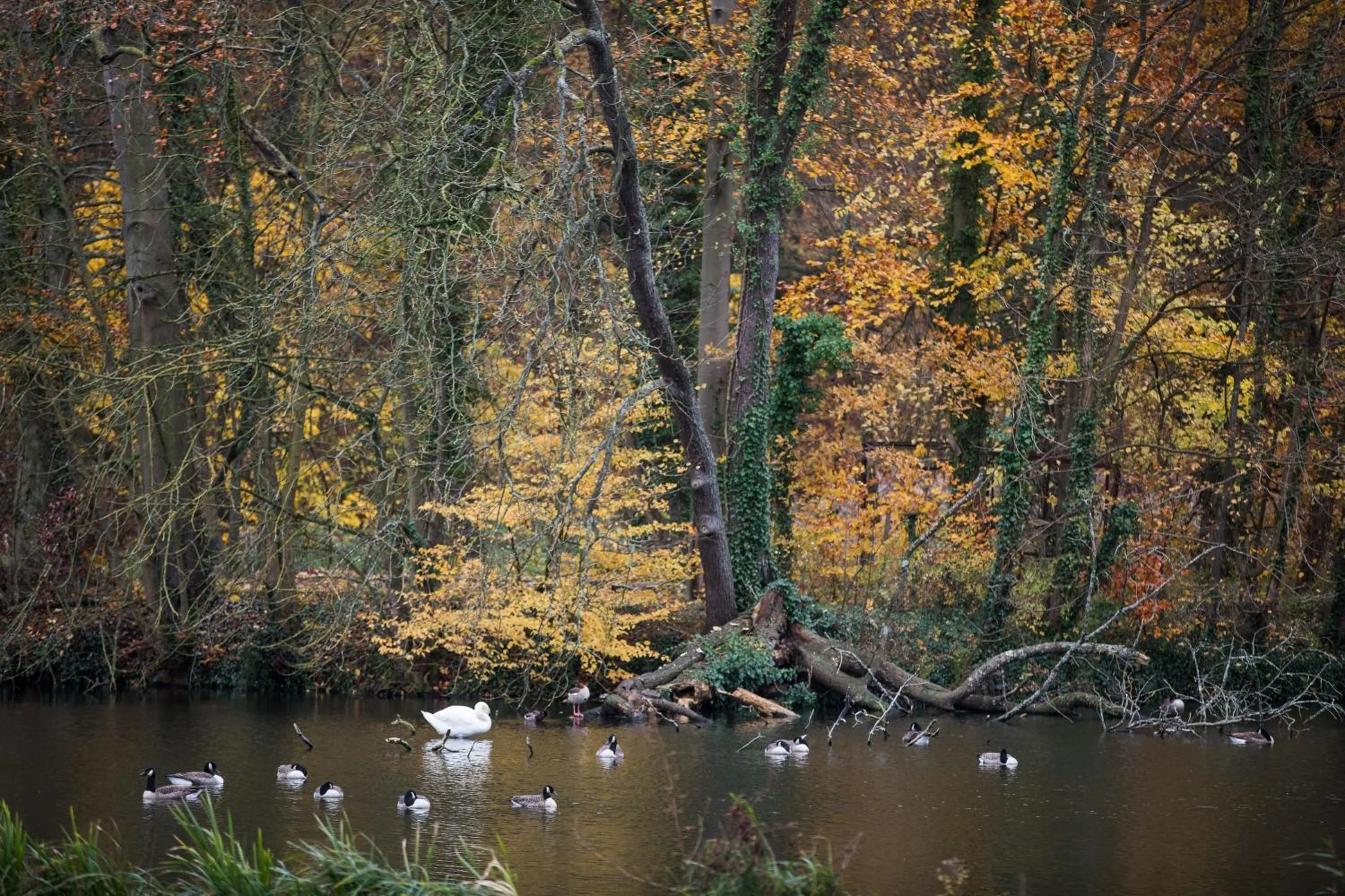 Lake view in B&B Park7 Wavre - Leuven