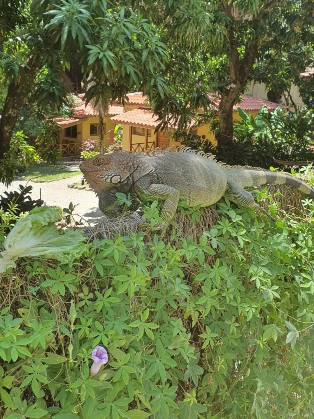 Esencia Hotel and Villas