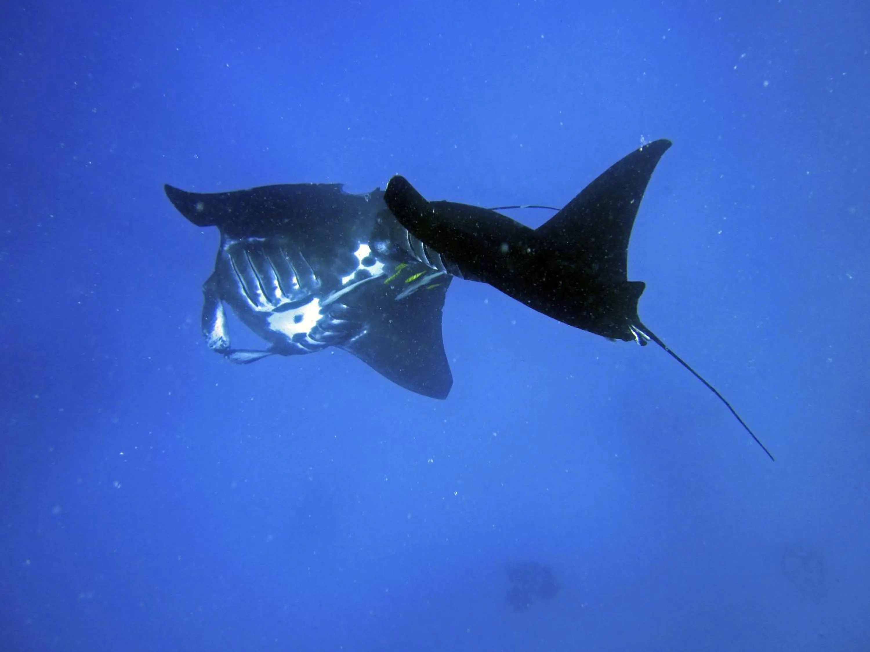 Snorkeling in Octopus Resort