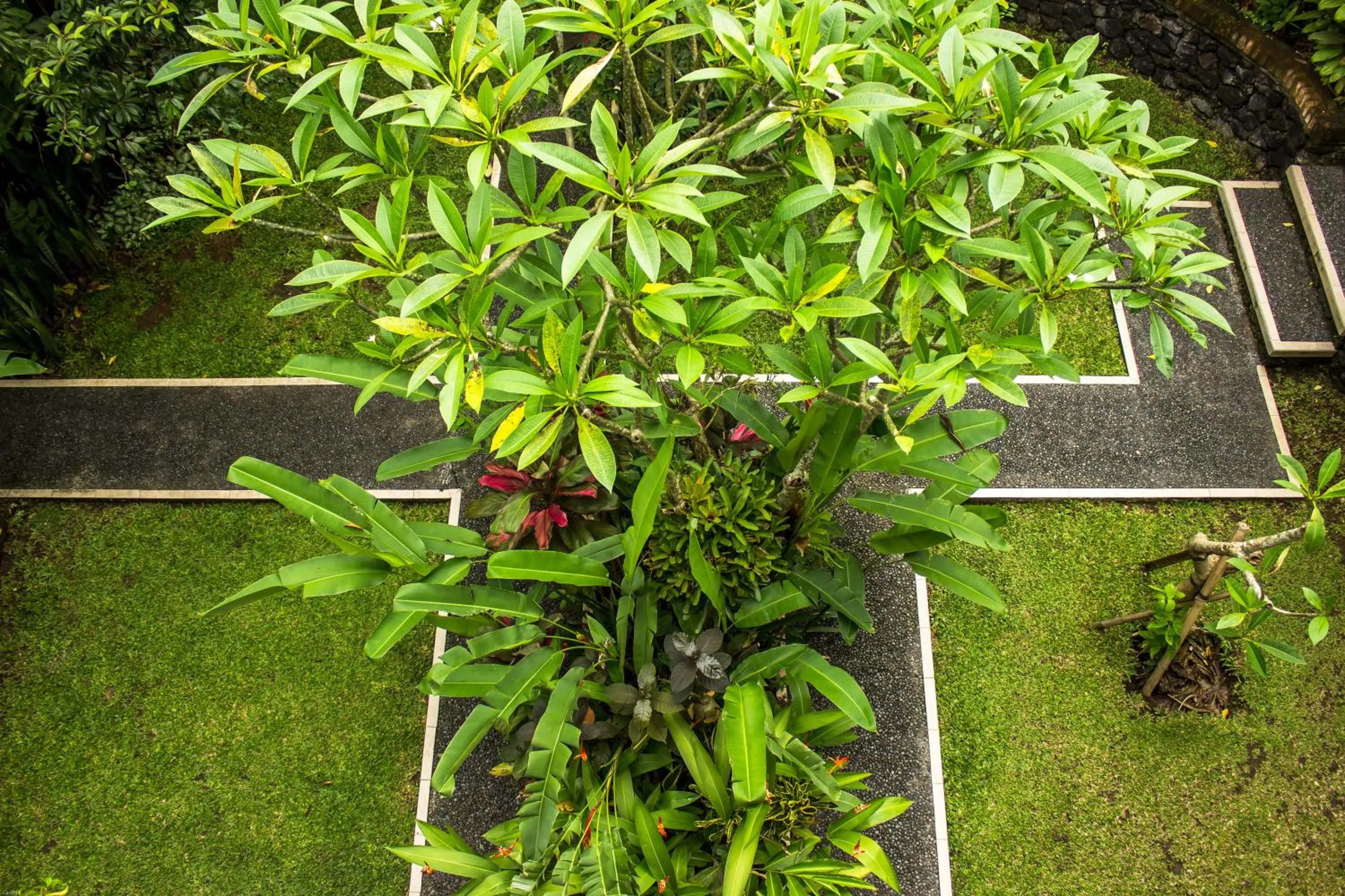 Garden view in Bismajaya Bungalow