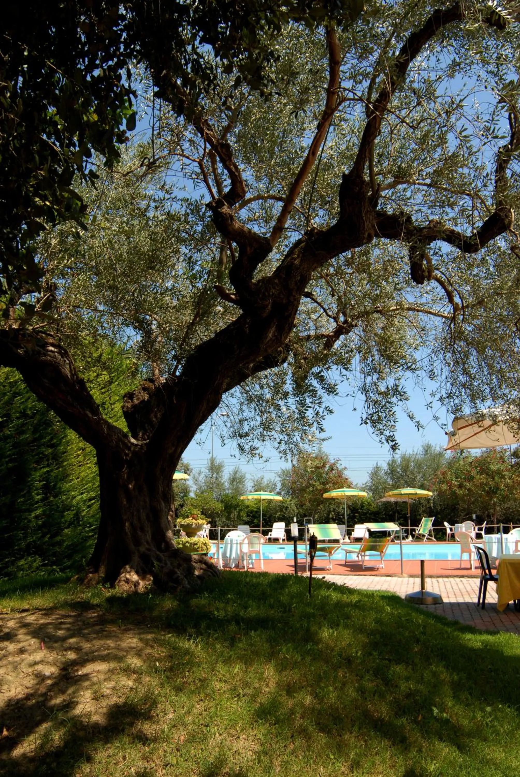 Garden in Hotel Parco degli Ulivi