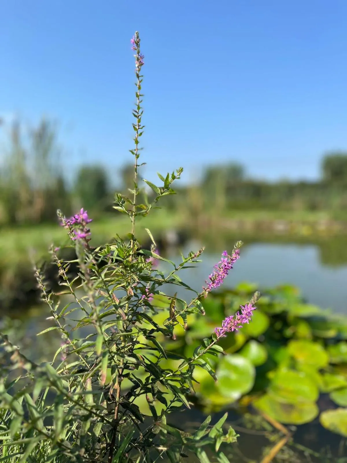 Natural landscape in Albergo Cosmera