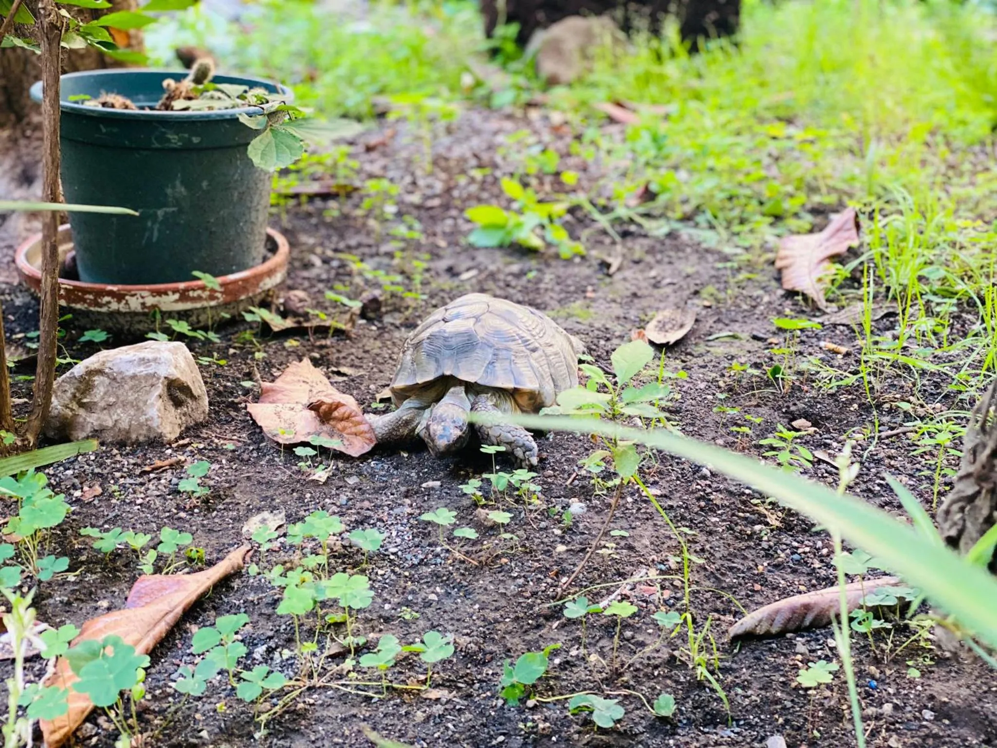 Property building in Sweet Dream Roma Termini