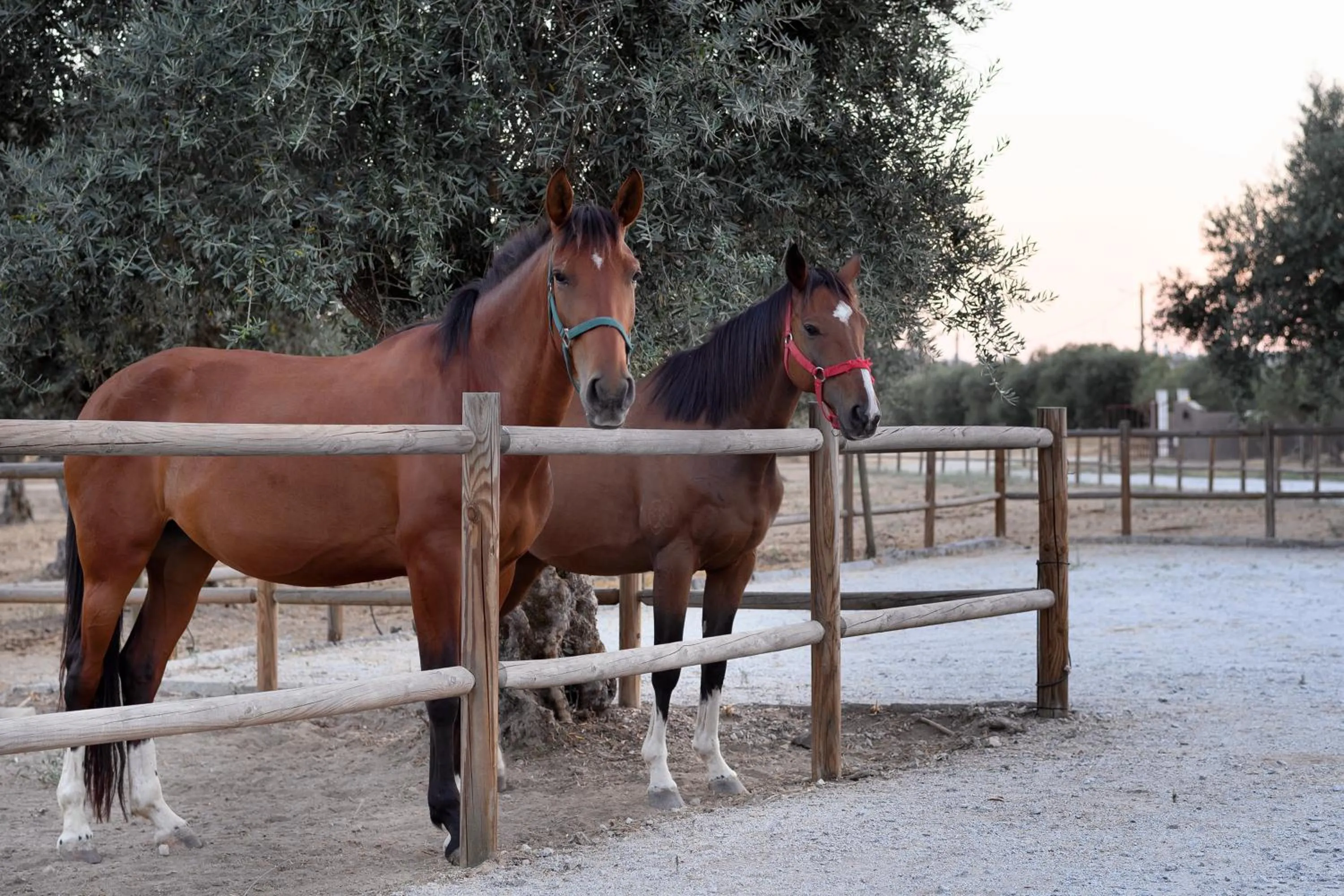 Pets in A Casa do Governador
