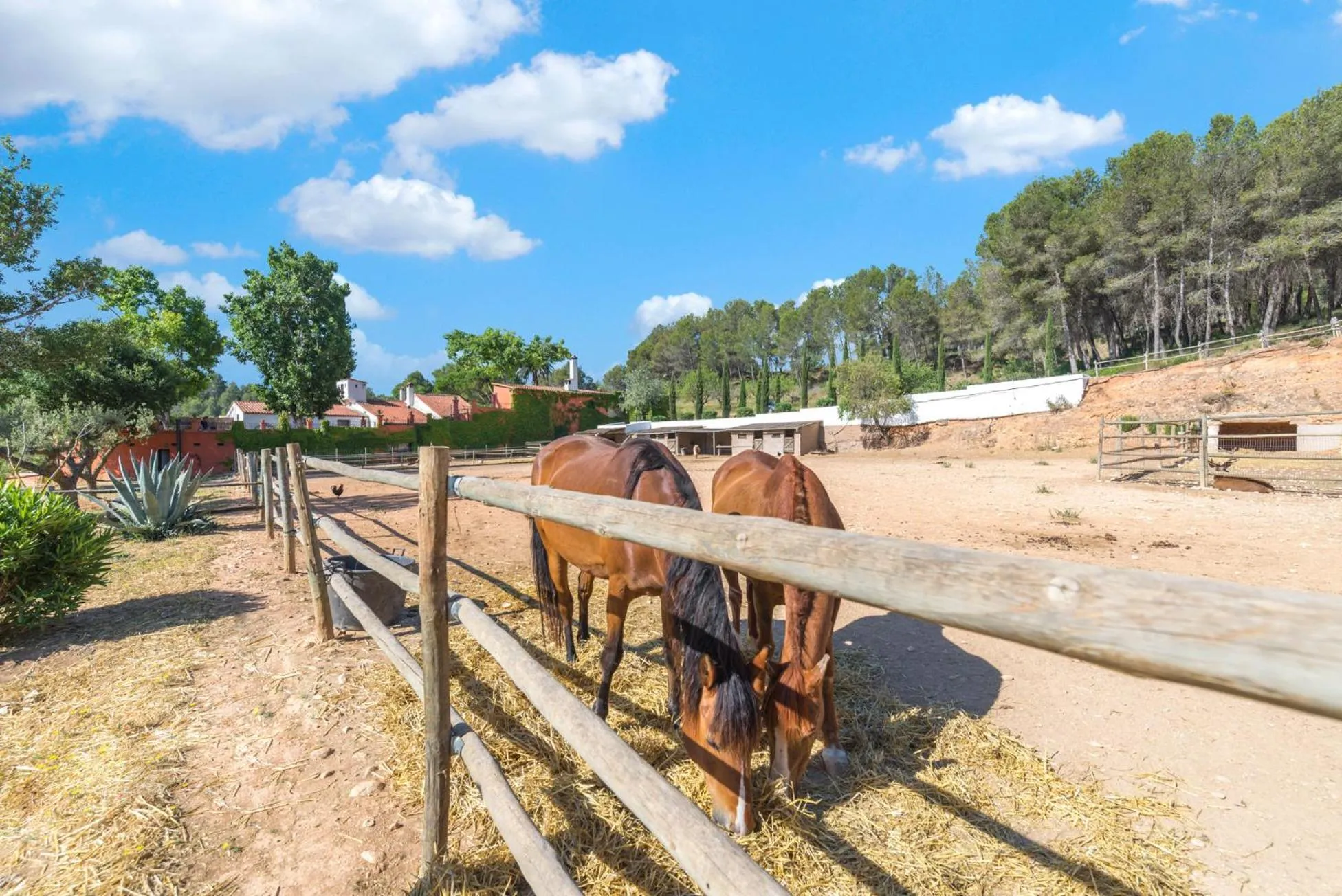 Horse-riding in Comarquinal Bioresort Penedes