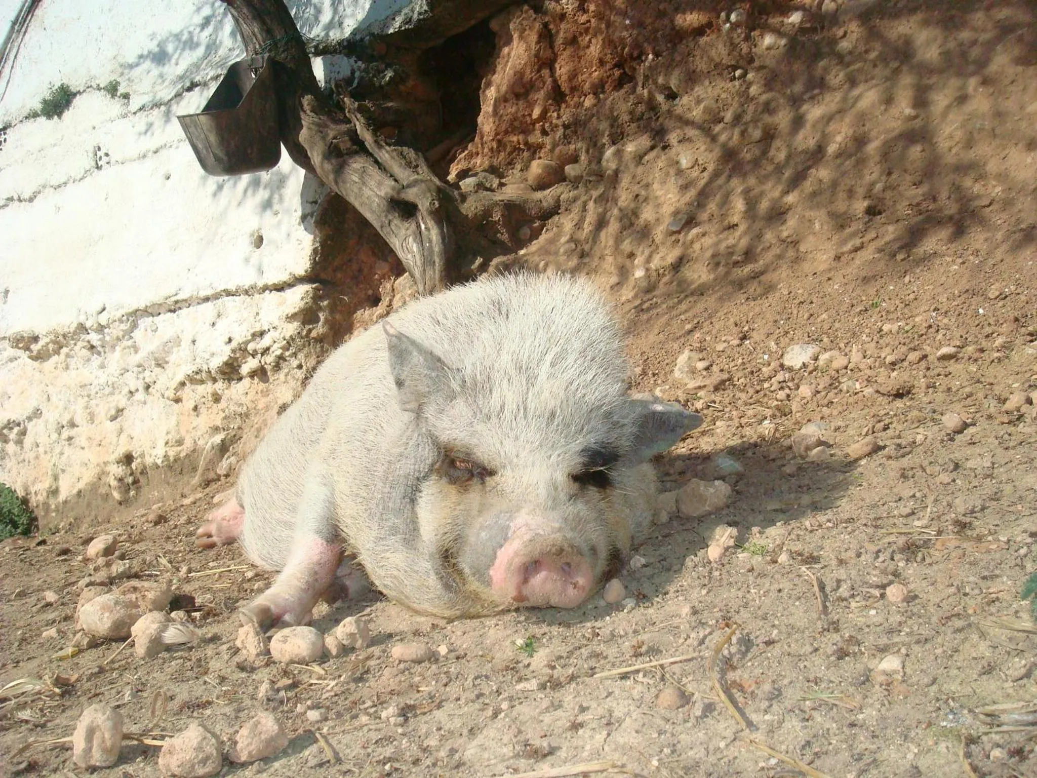 Comarquinal Bioresort Penedes