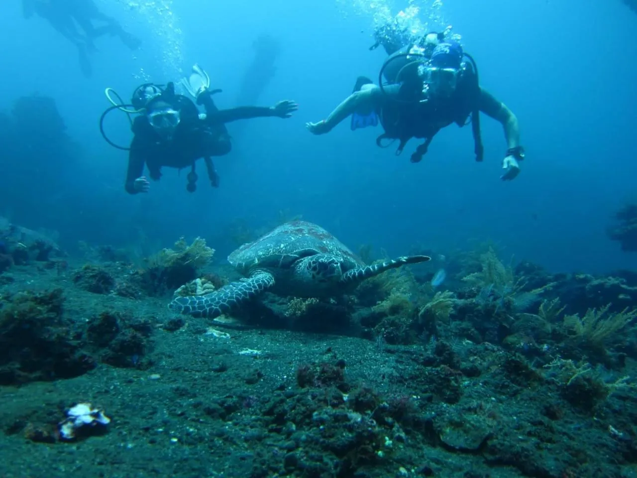 Diving in Bulih Beach Bungalows