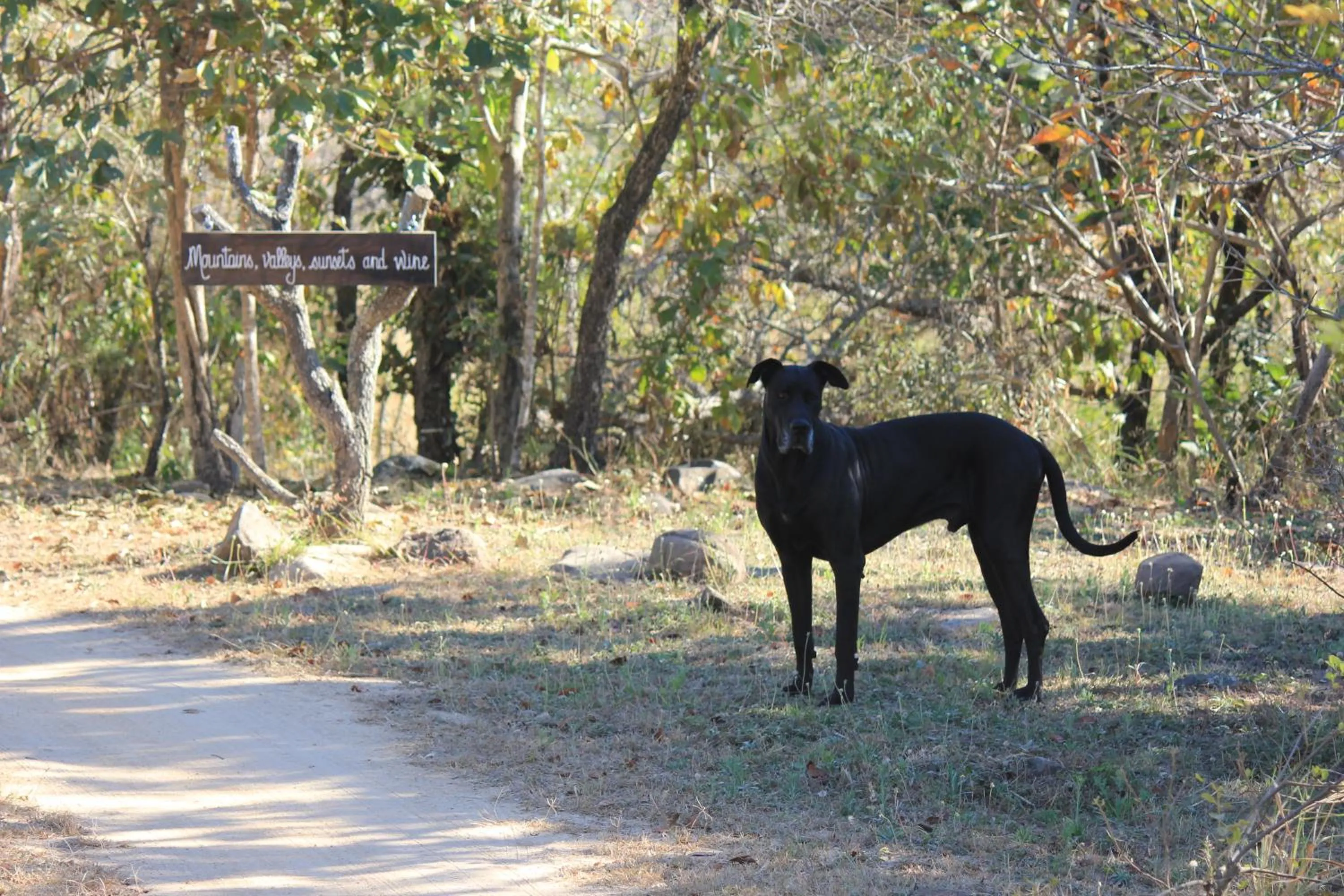 Pets in Ashbourne Country Escape Hazyview