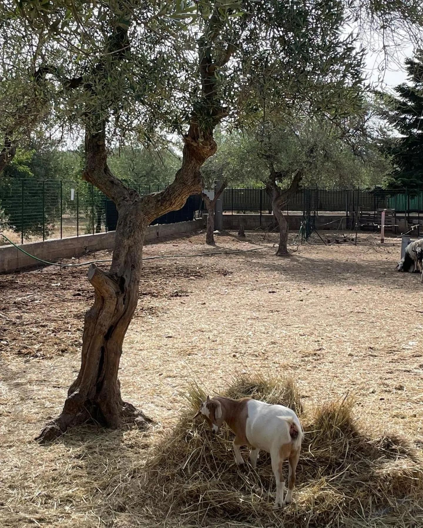 Casale Torre San Magno