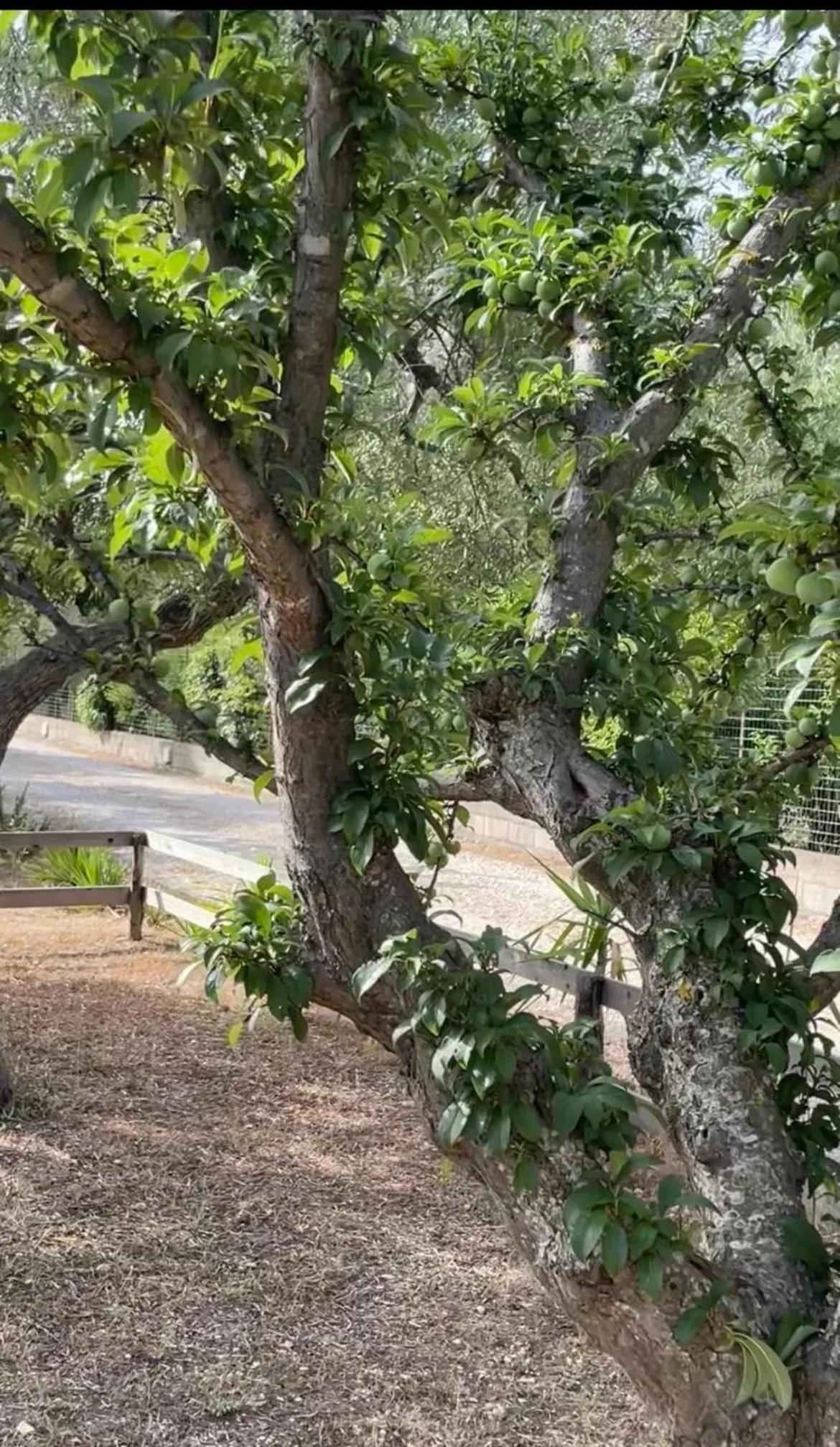 Casale Torre San Magno